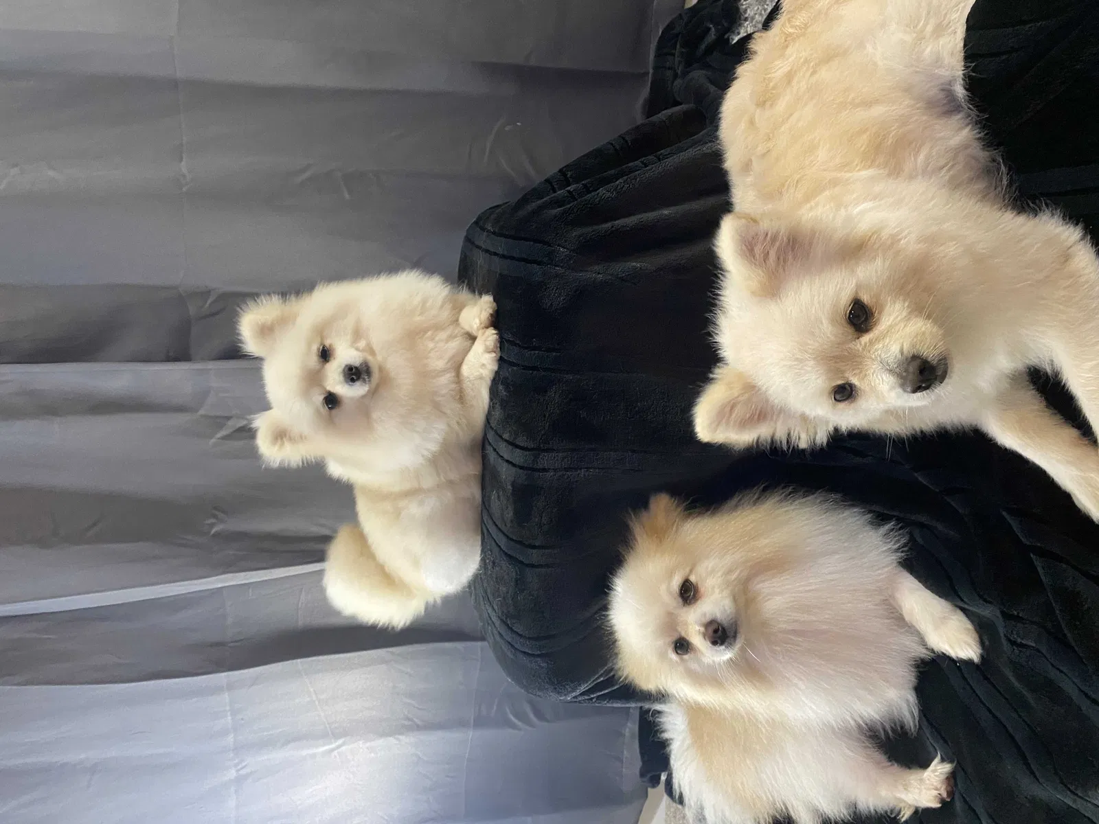 Lost dog in Oregon City, OR, 97045