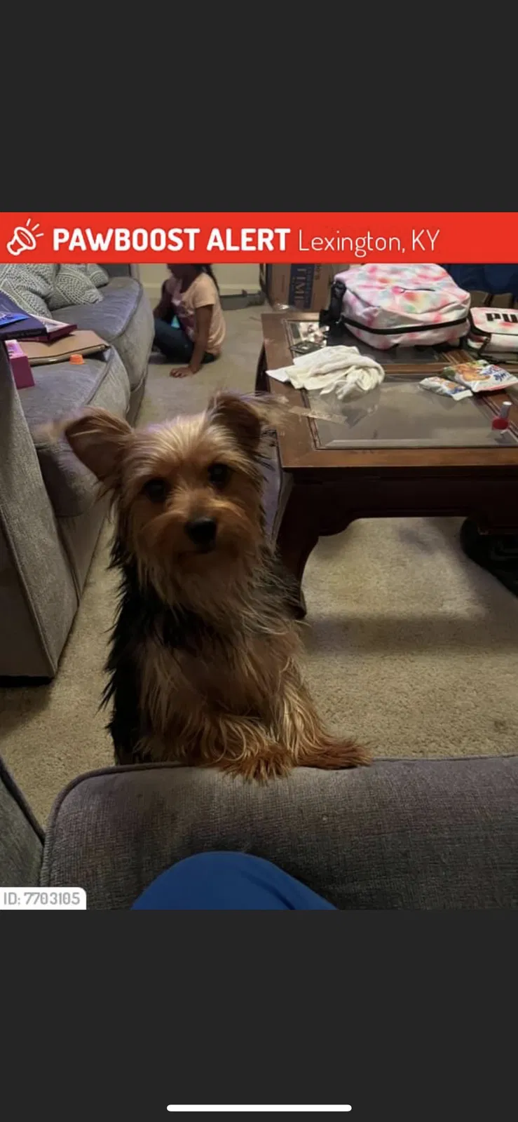 Lost dog in Lexington, KY, 40517