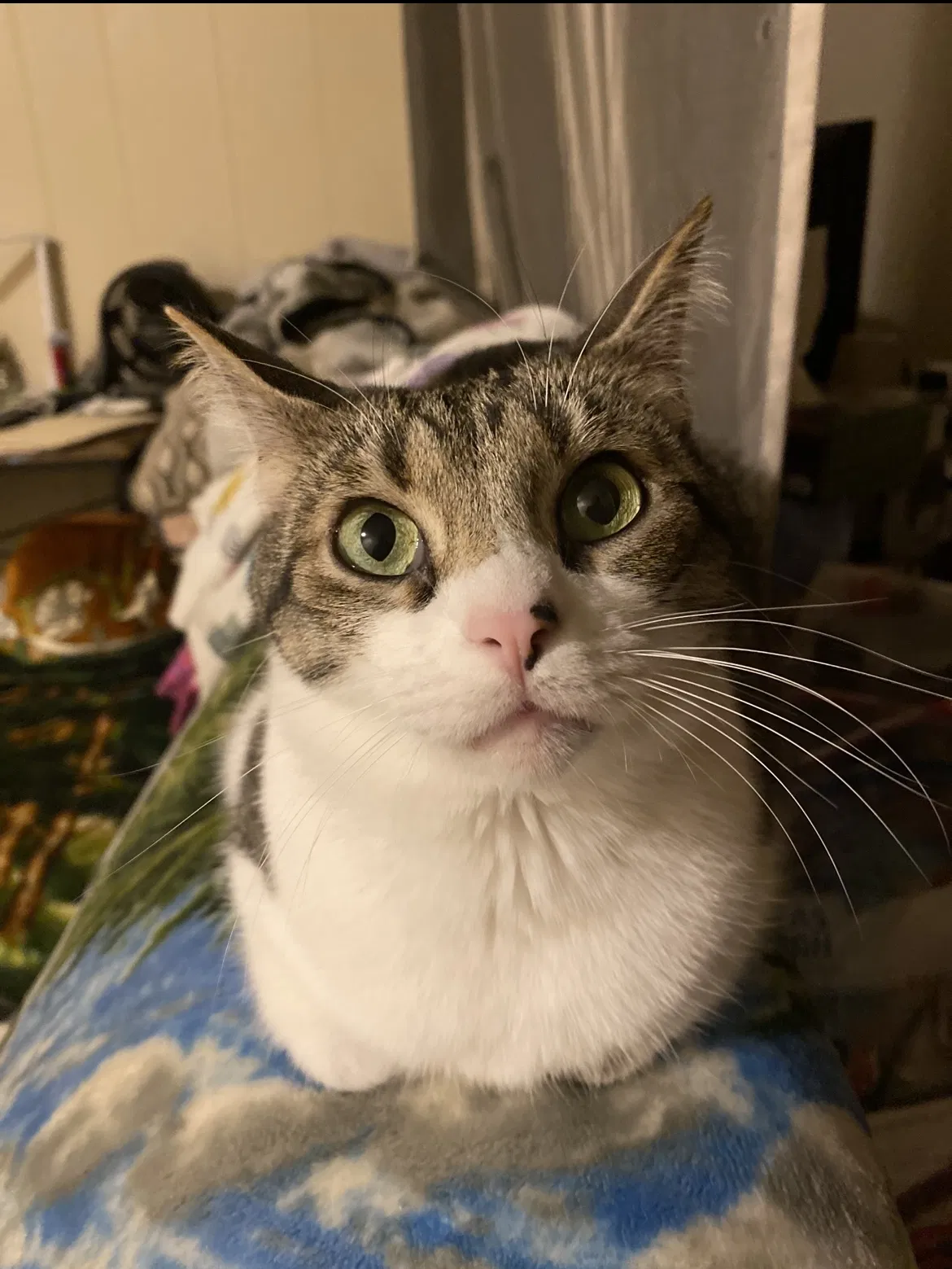 Lost cat in Hewitt, TX, 76643