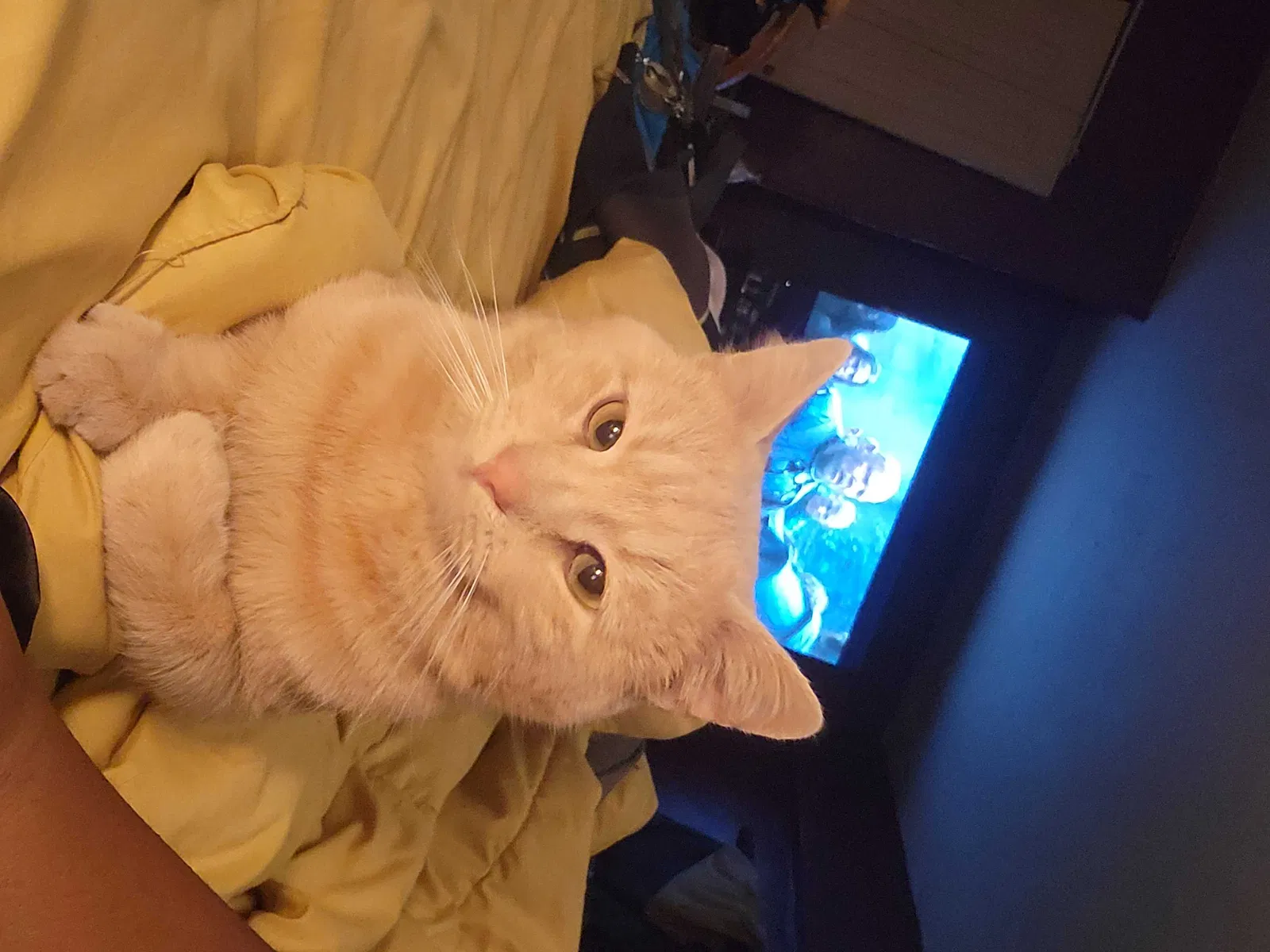 Lost cat in Oklahoma City, OK, 73114