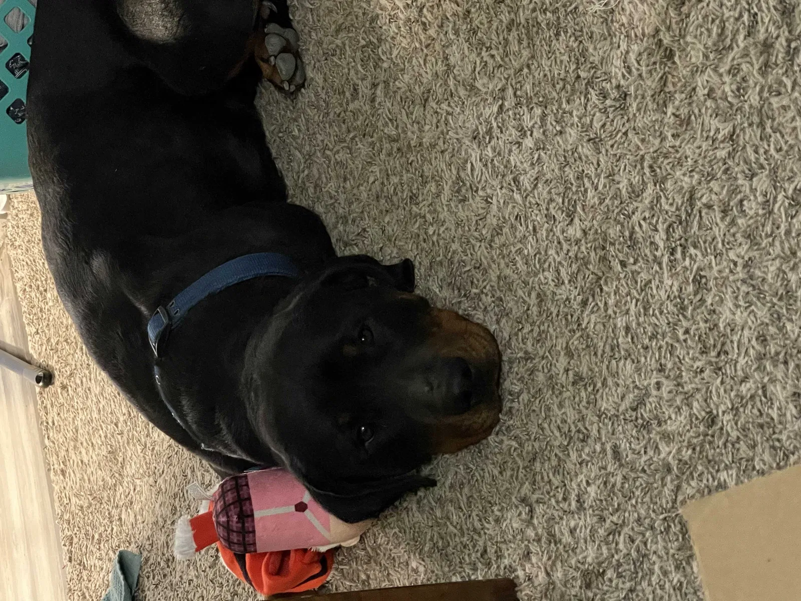 Lost dog in Aurora, CO, 80010