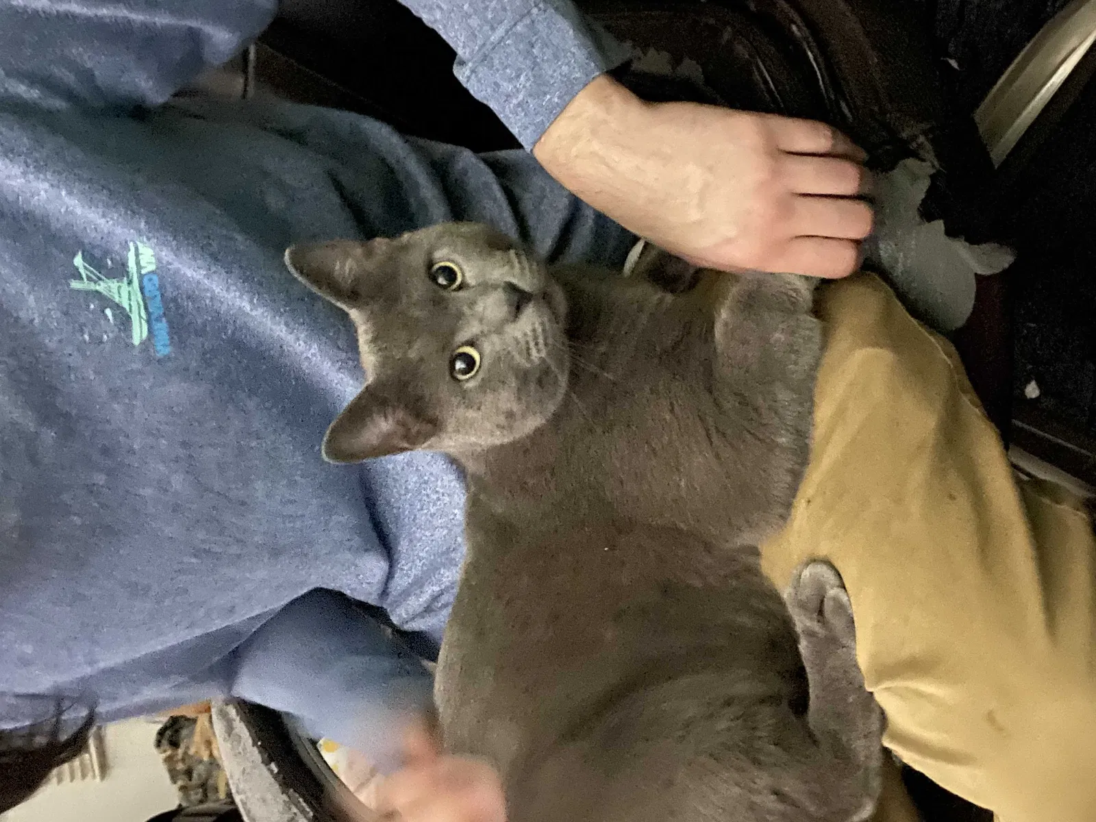 Lost cat in Clarksville, TN, 37043