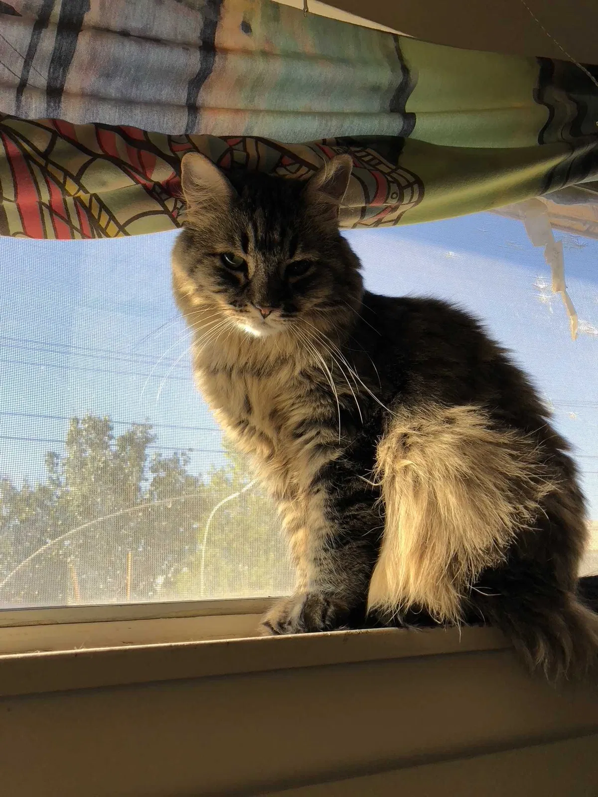 Lost cat in Beaverton, OR, 97008