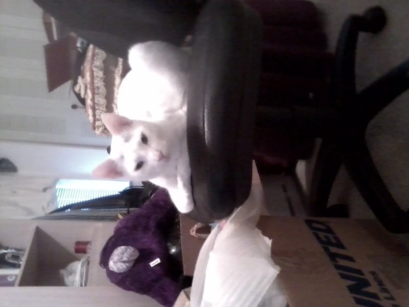 Lost cat in Fort Lauderdale, FL, 33322