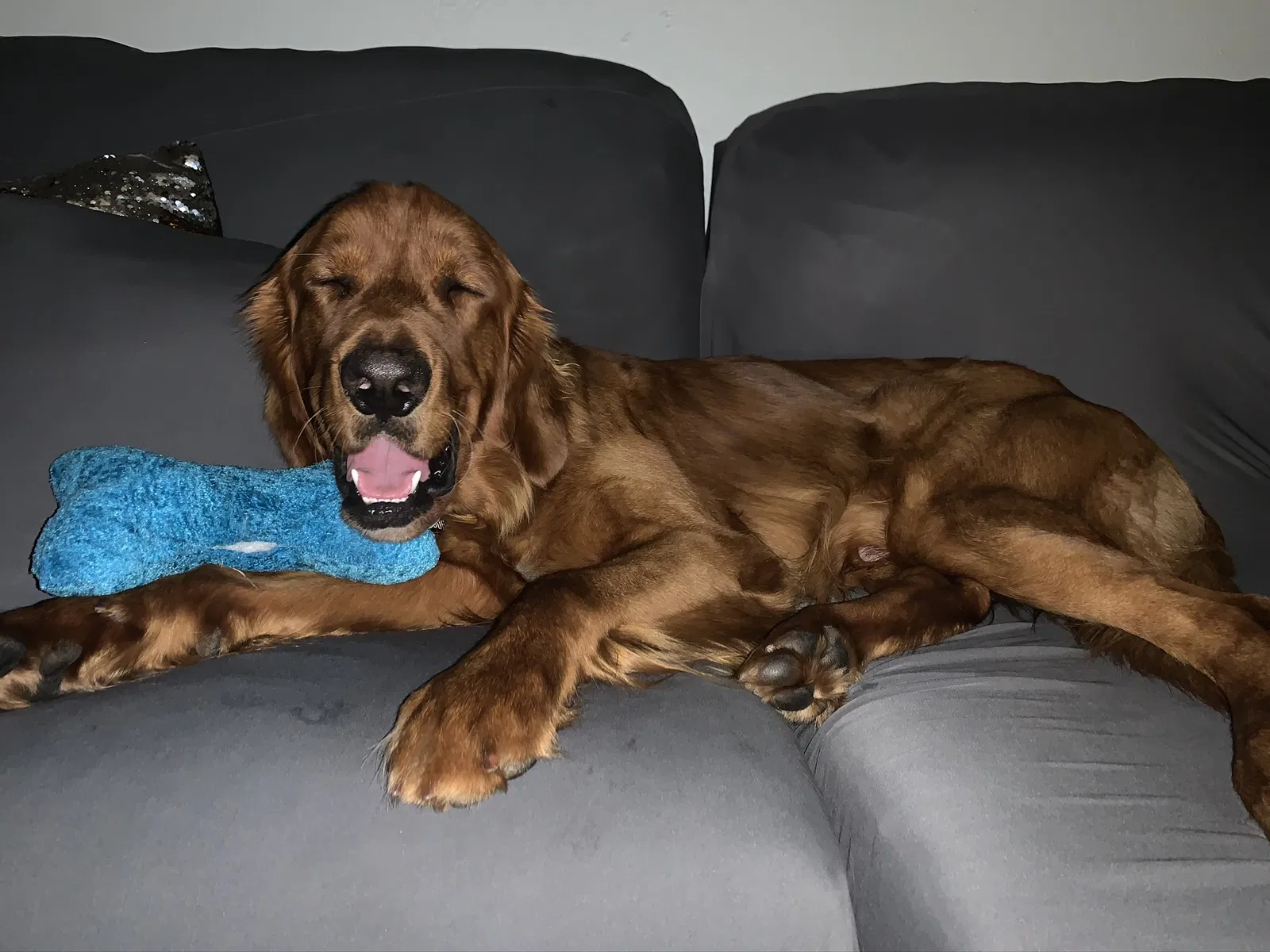 Lost dog in Guthrie, OK, 73044