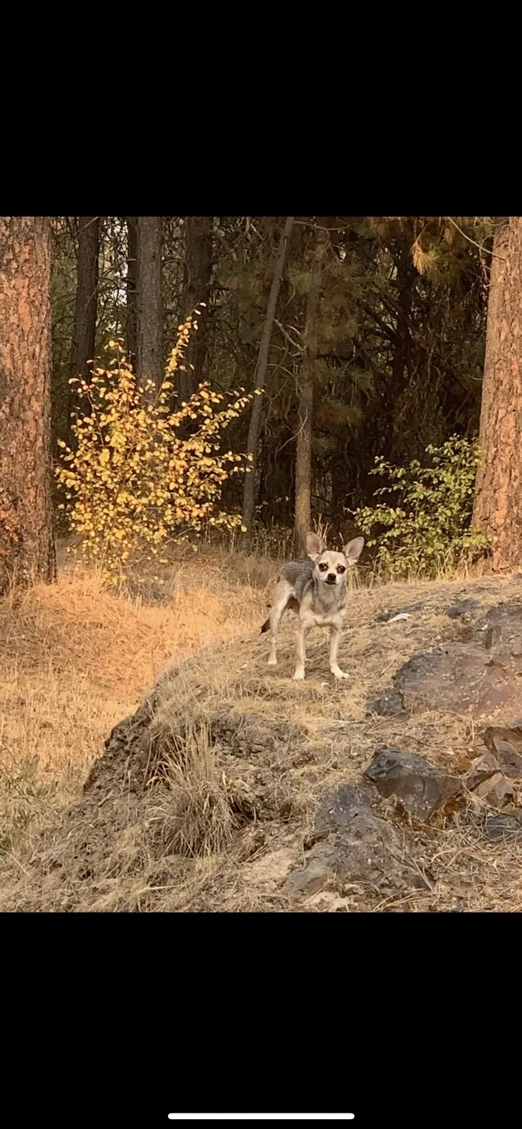 Lost dog in Liberty Lake, WA, 99019