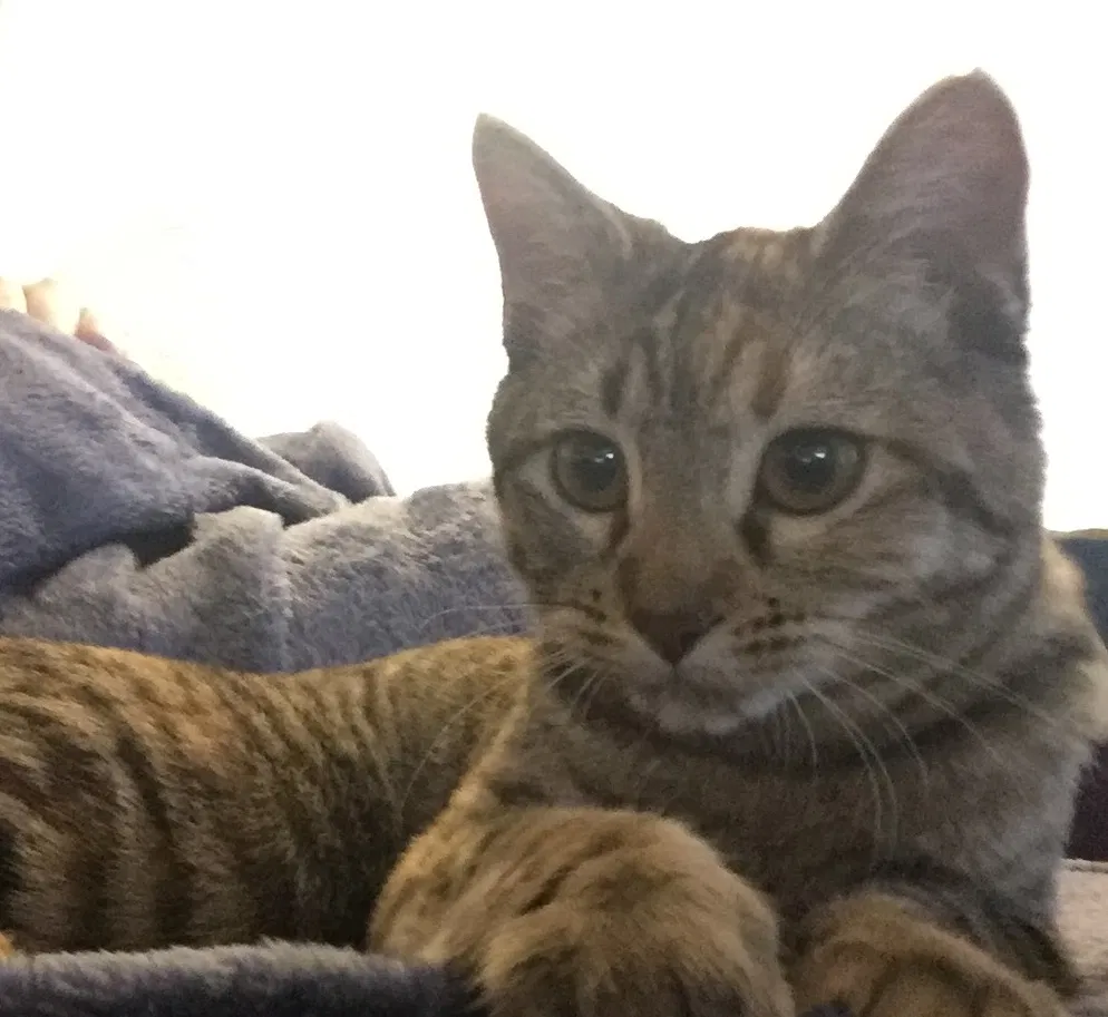 Lost cat in Houston, TX, 77007