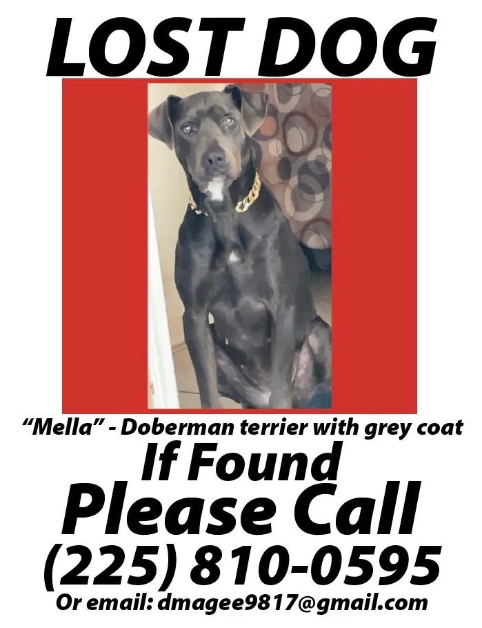 Lost dog in Baton Rouge, LA, 70820
