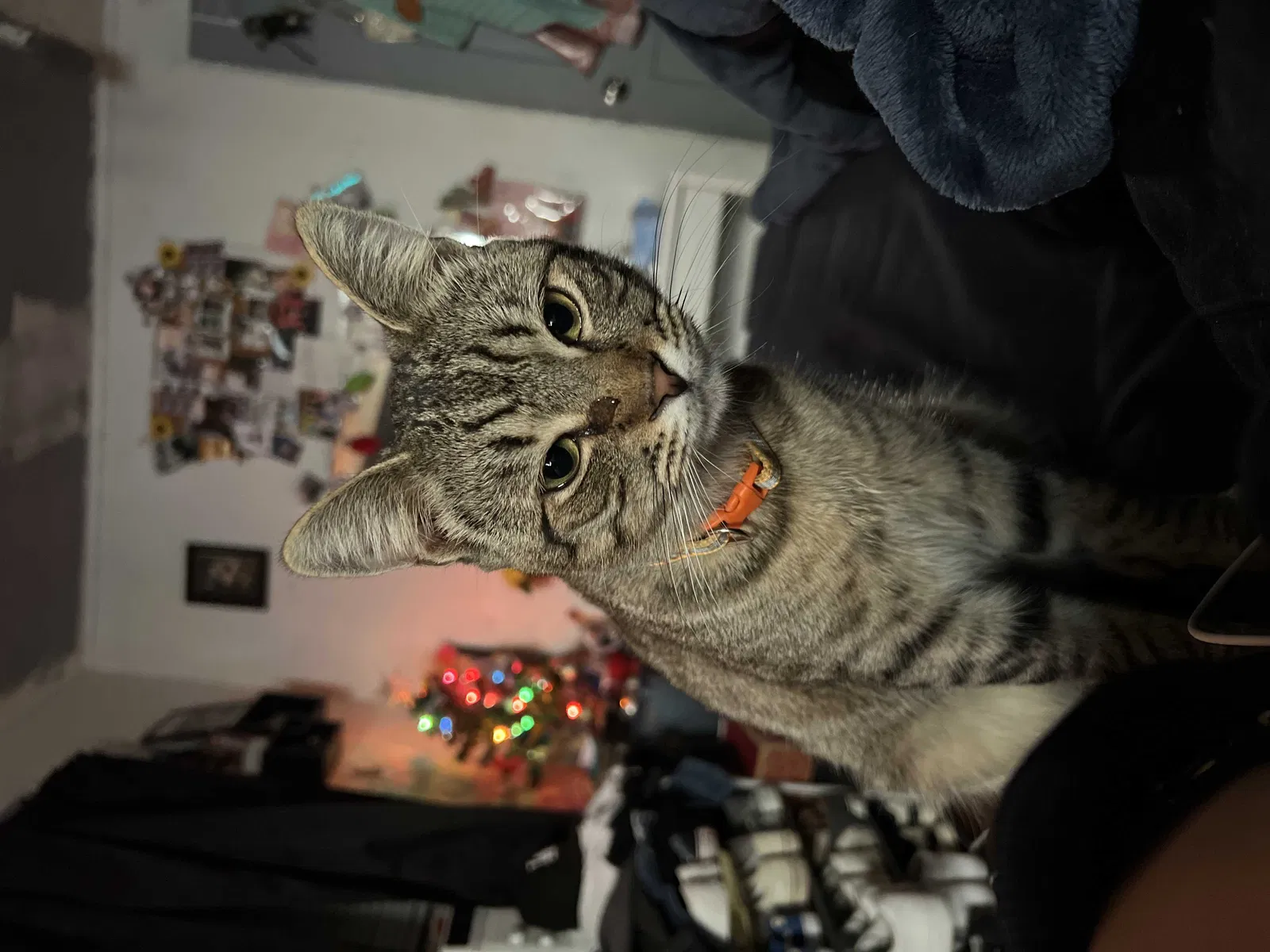Lost cat in South El Monte, CA, 91733