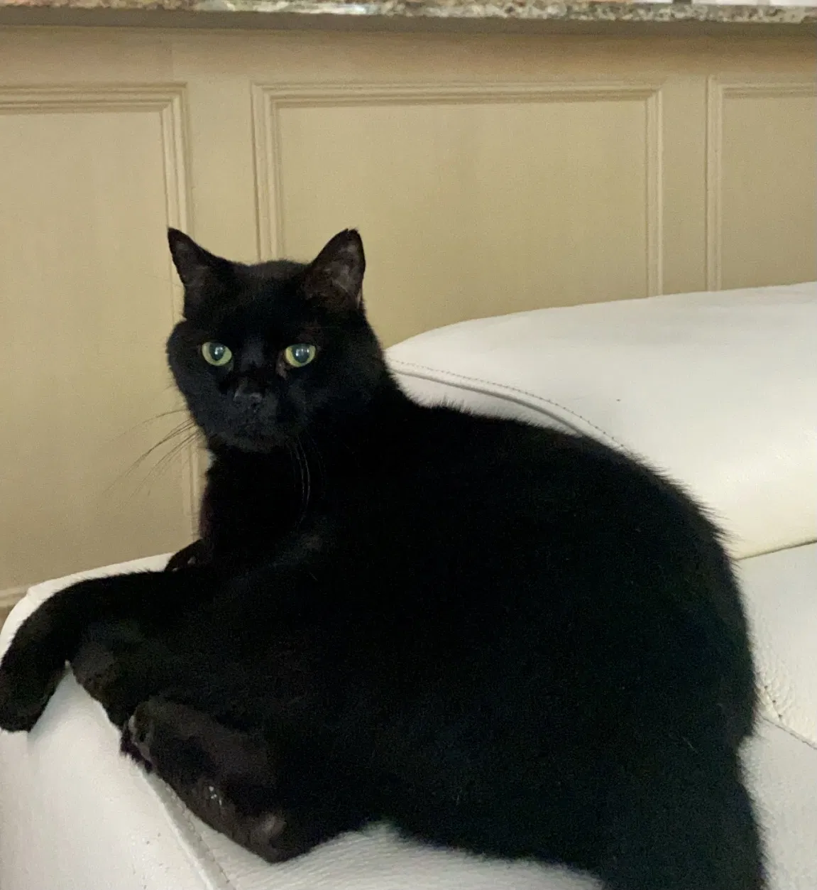 Lost cat in Jupiter, FL, 33458