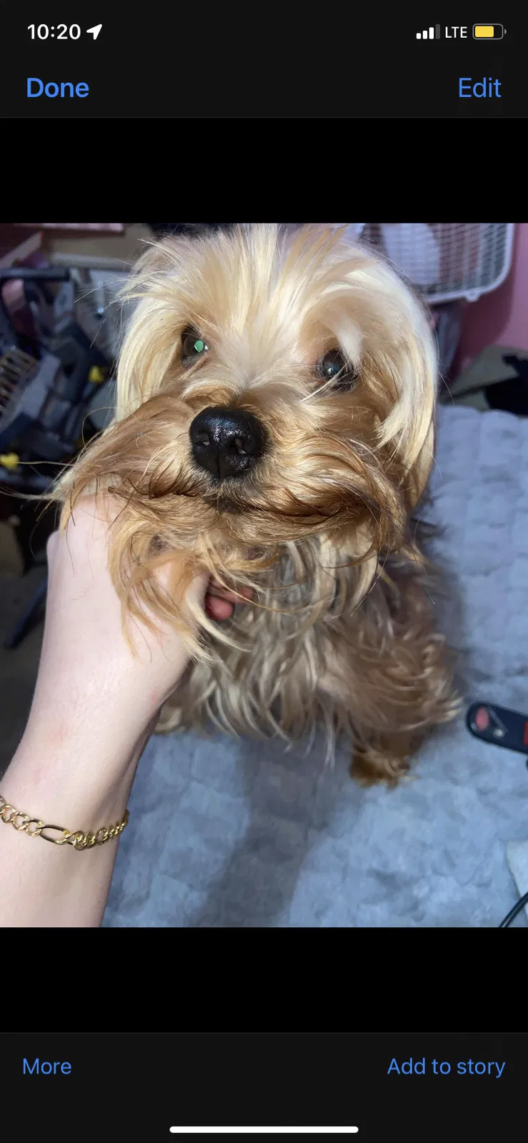 Lost dog in Allentown, PA, 18102