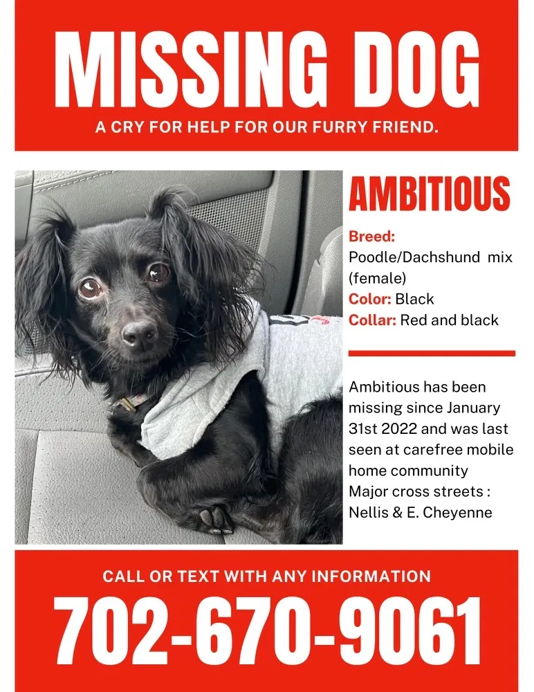 Lost dog in Las Vegas, NV, 89115