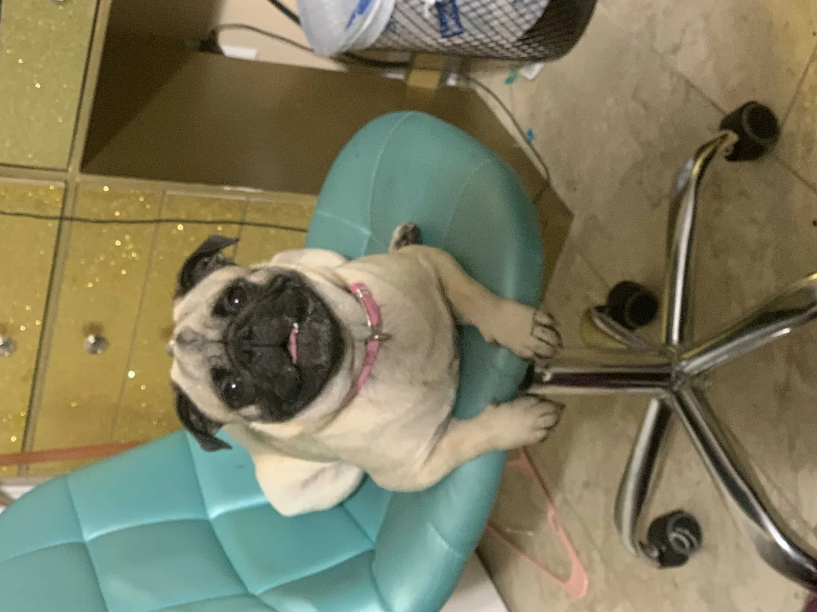 Lost dog in Baytown, TX, 77520