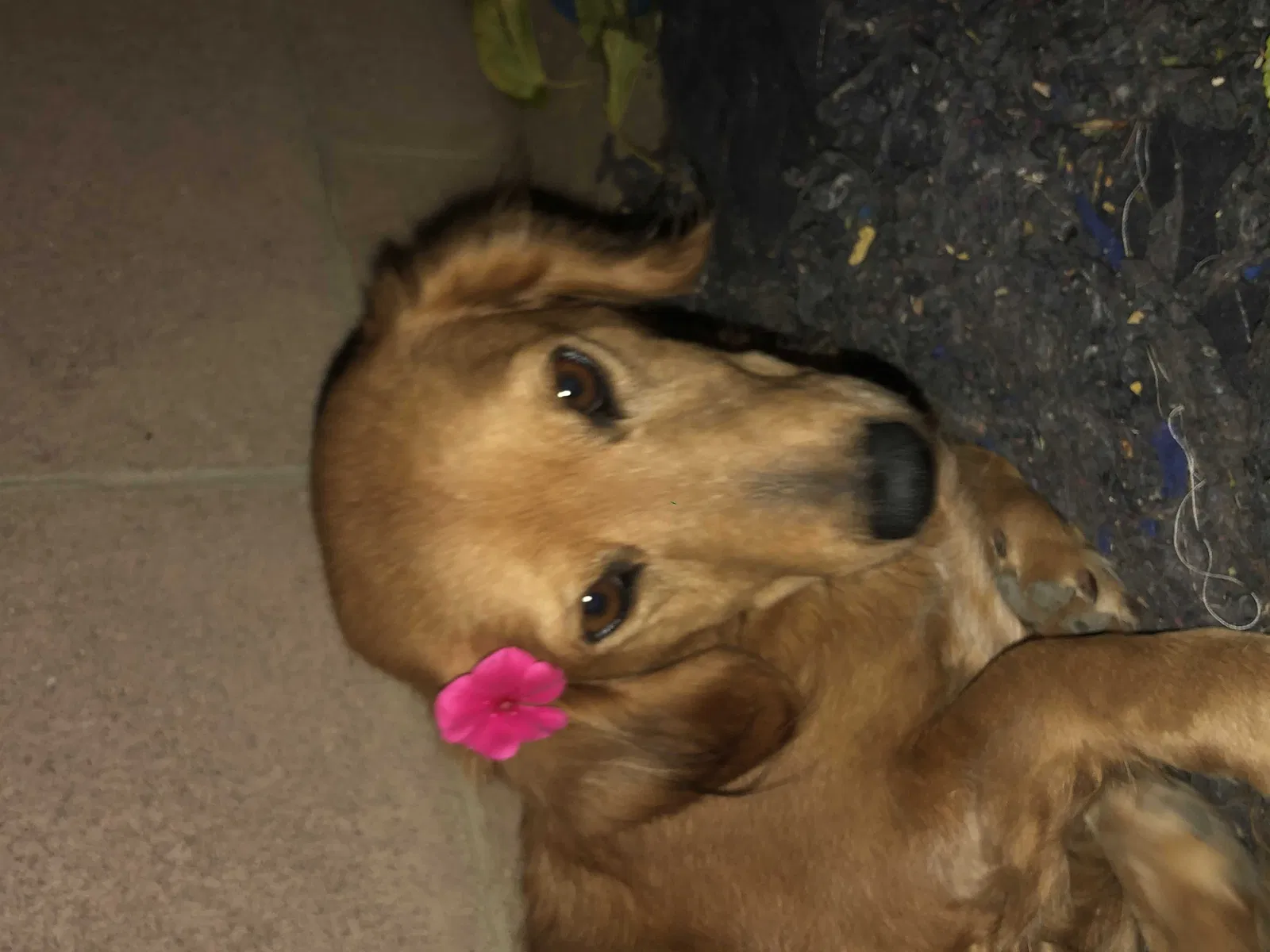 Lost dog in Palmdale, CA, 93551