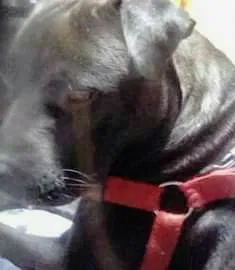 Lost dog in Saint Albans, WV, 25177