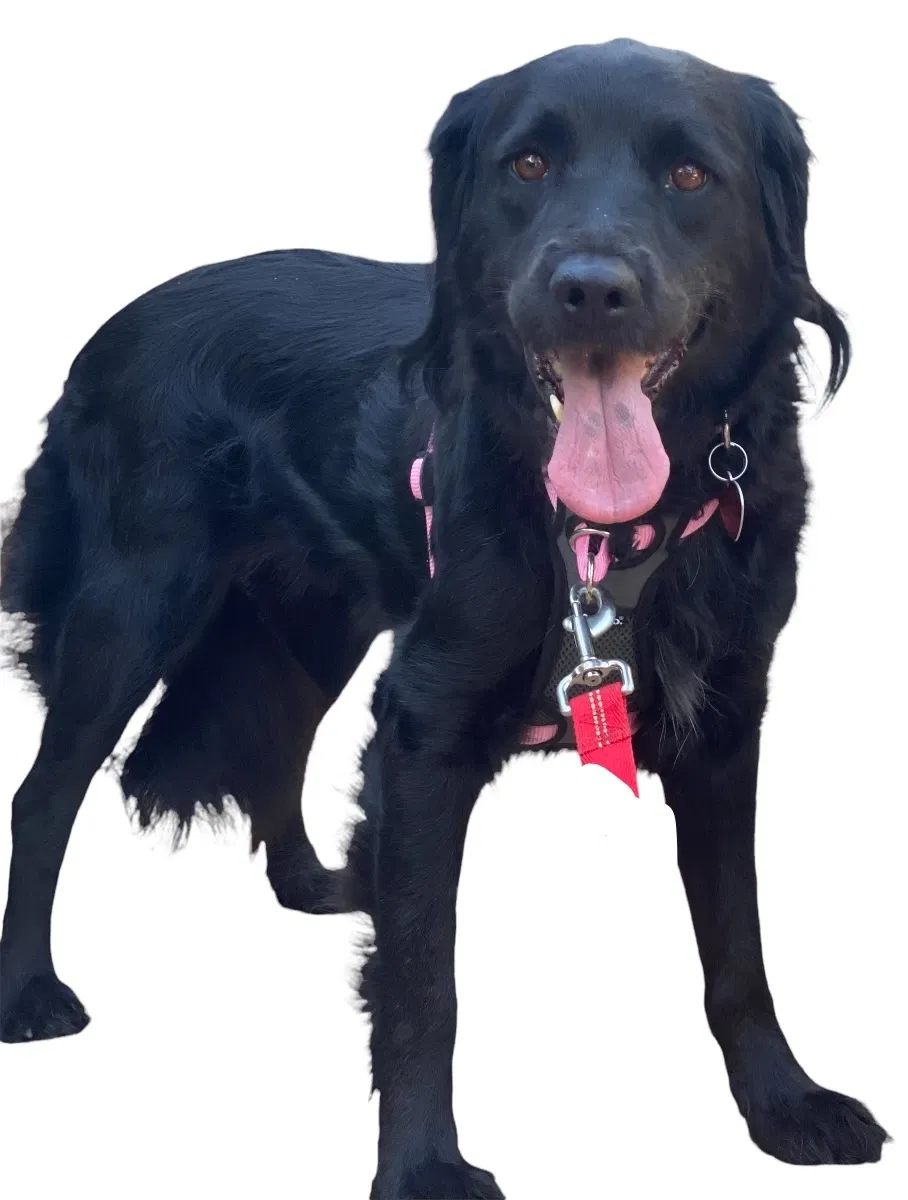 Lost dog in San Diego, CA, 92104