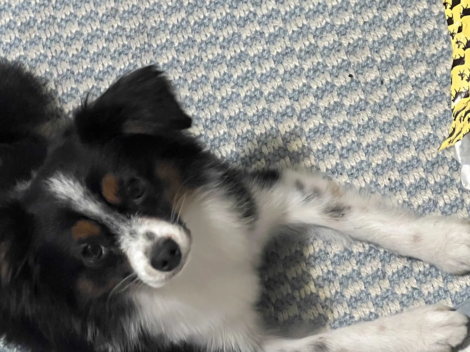 Lost dog in Hollywood, FL, 33023