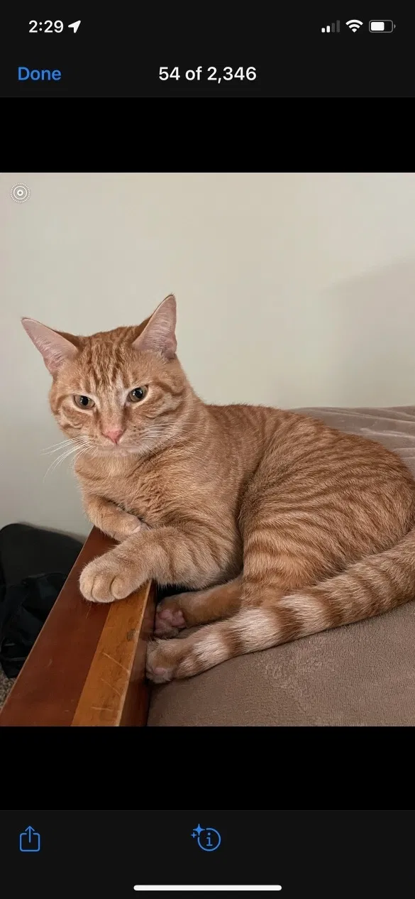 Lost cat in Indianapolis, IN, 46222