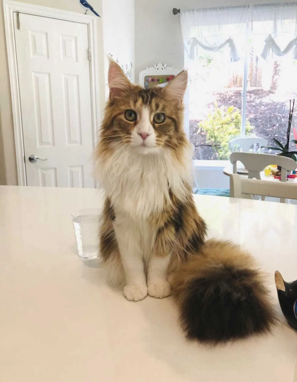 Lost cat in Chula Vista, CA, 91914
