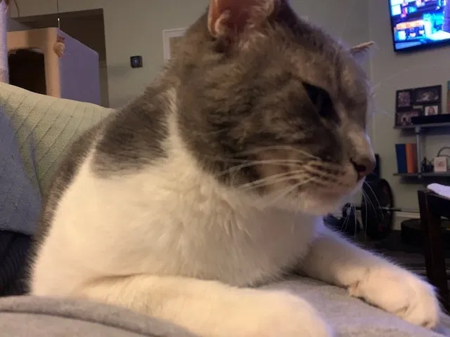 Lost cat in Spring Valley, CA, 91977
