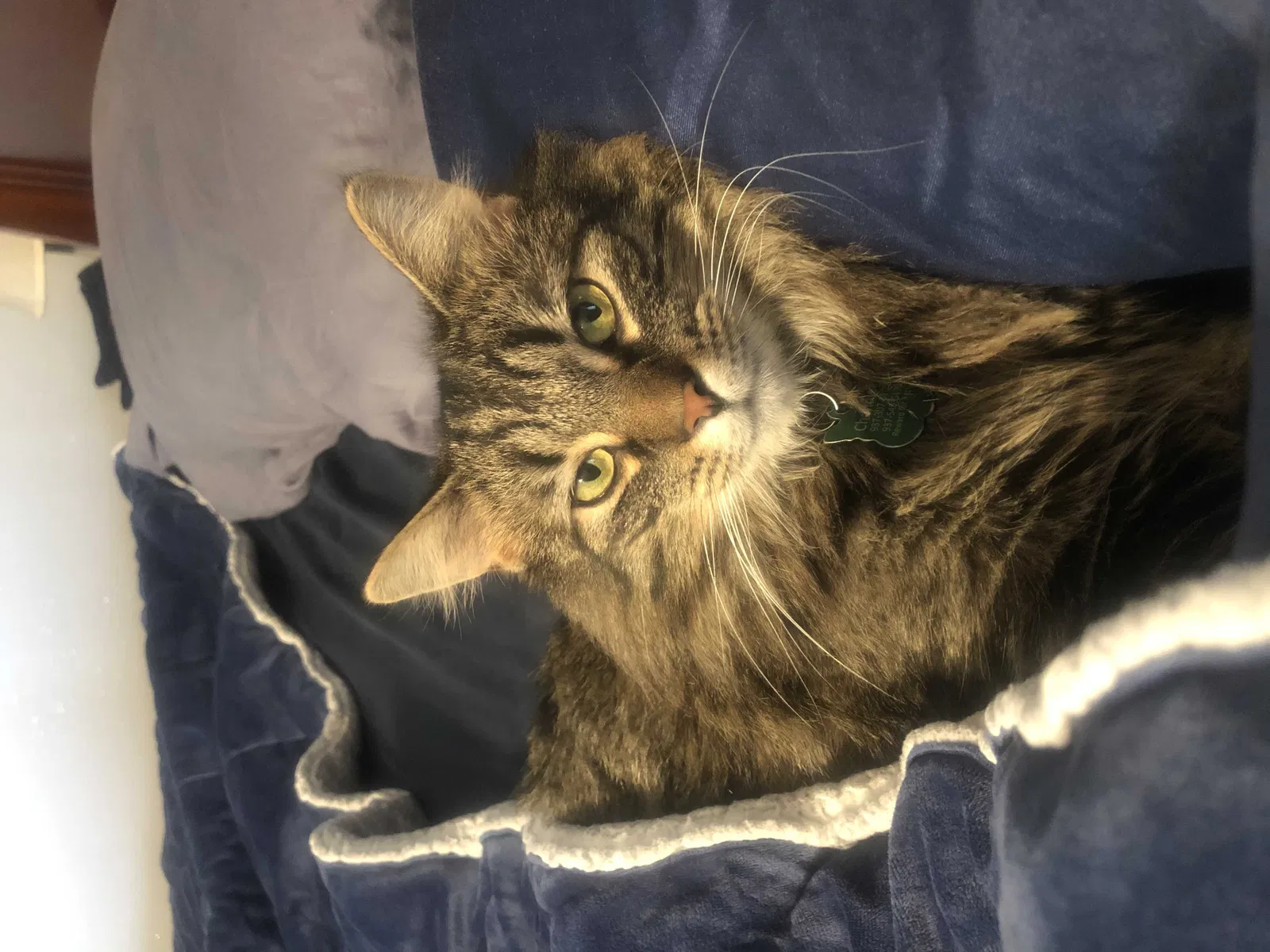Lost cat in Lebanon, OH, 45036