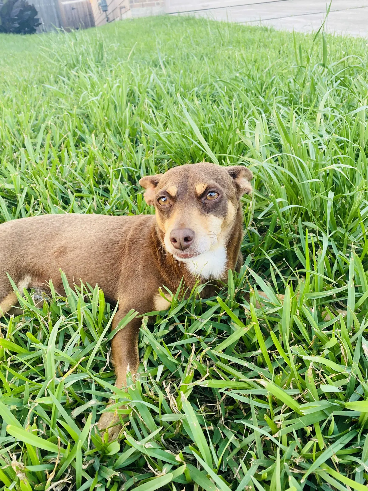 Lost dog in Humble, TX, 77396