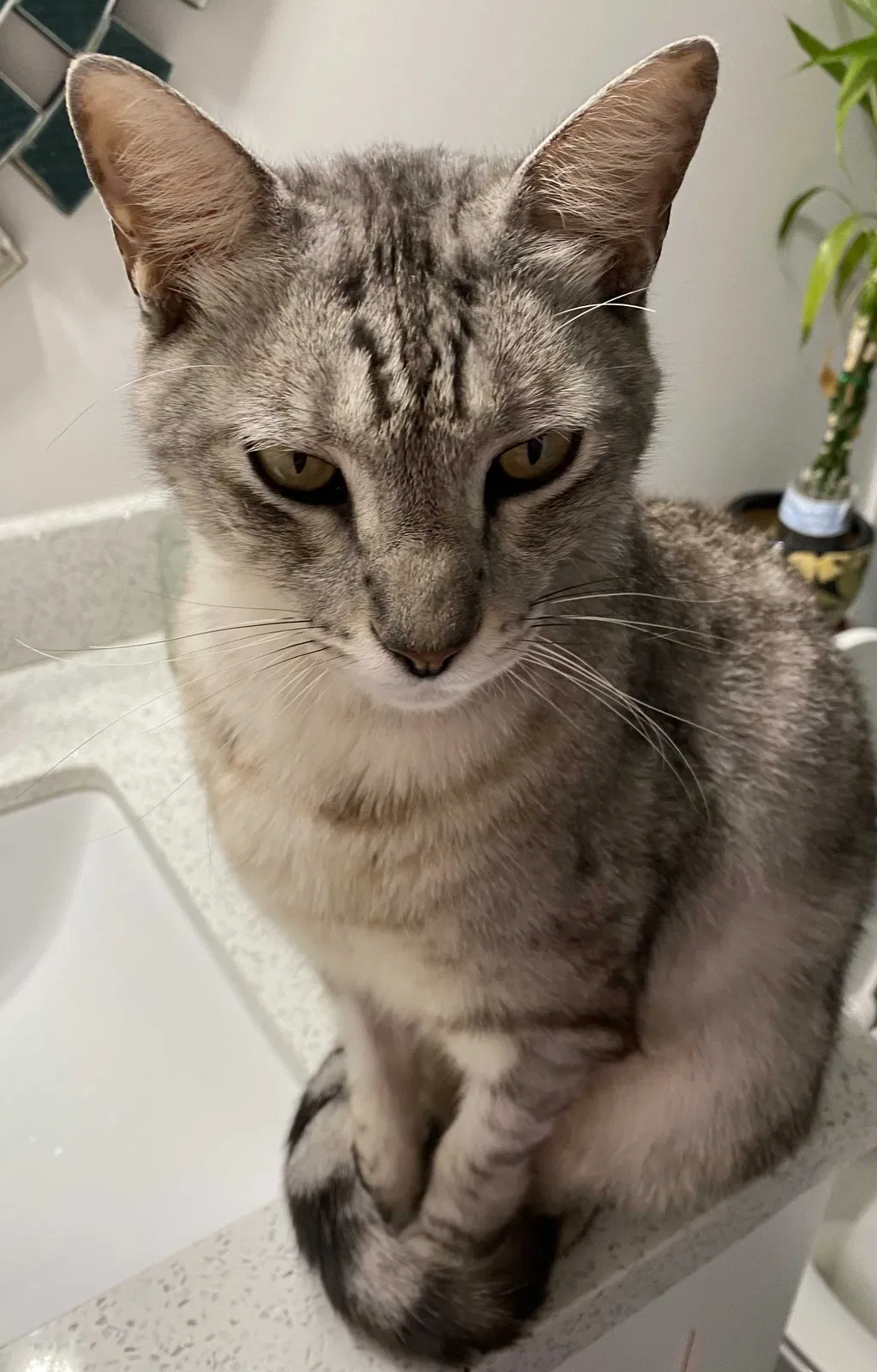Lost cat in Miami, FL, 33193