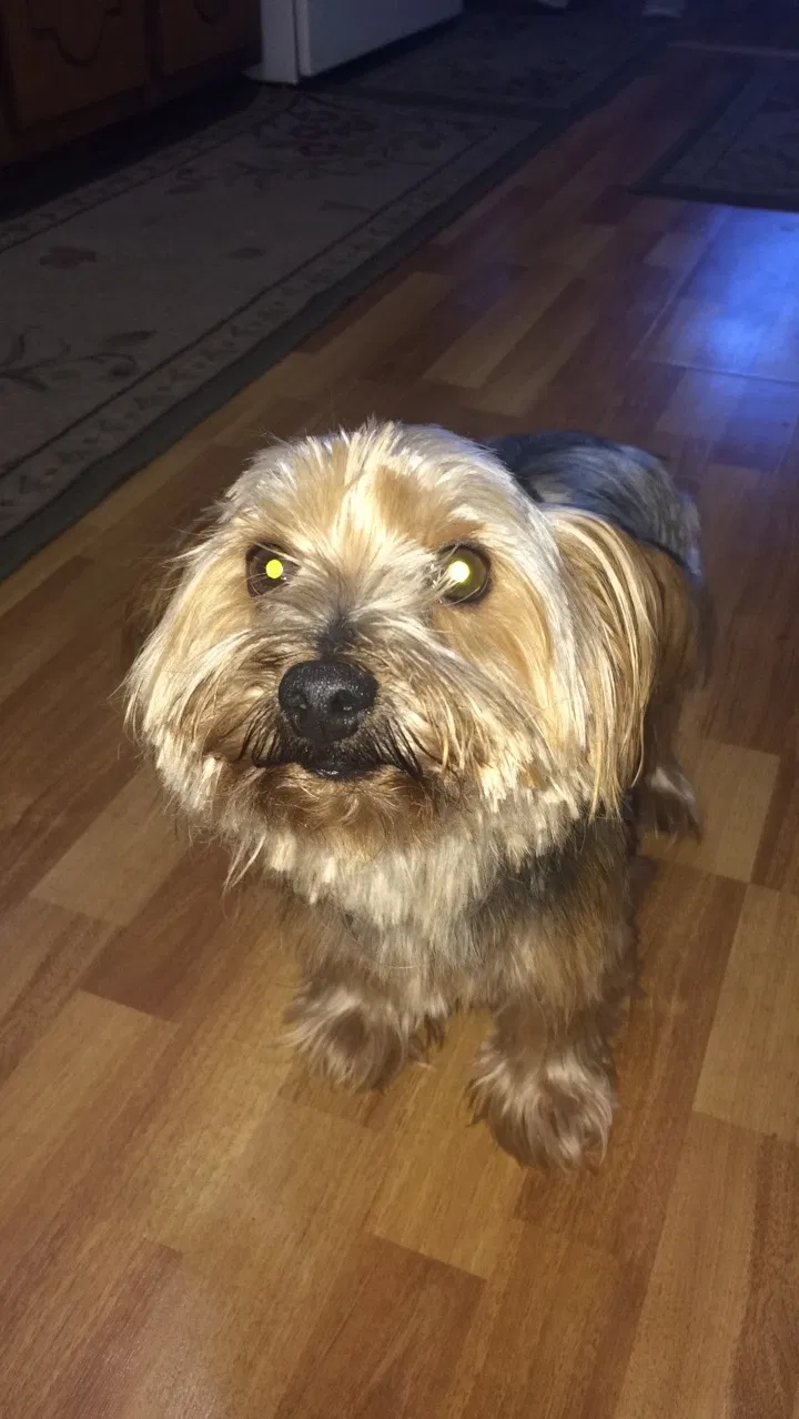 Lost dog in Burlington, NC, 27217