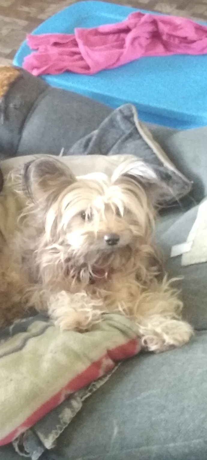 Lost dog in Lafayette, LA, 70501