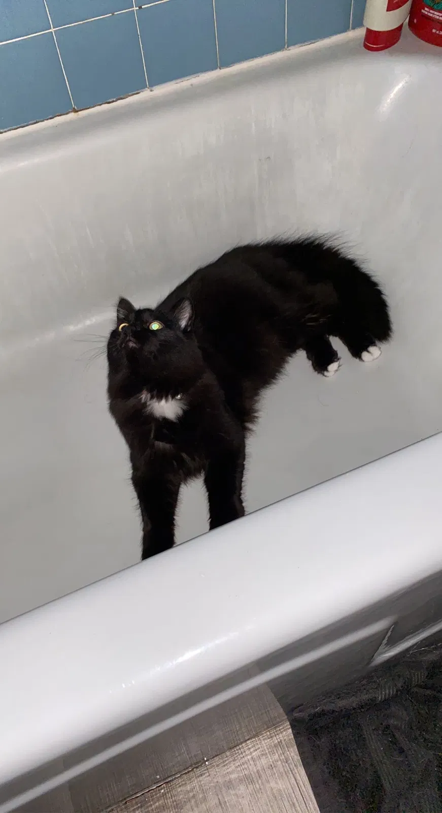 Lost cat in Toledo, OH, 43606