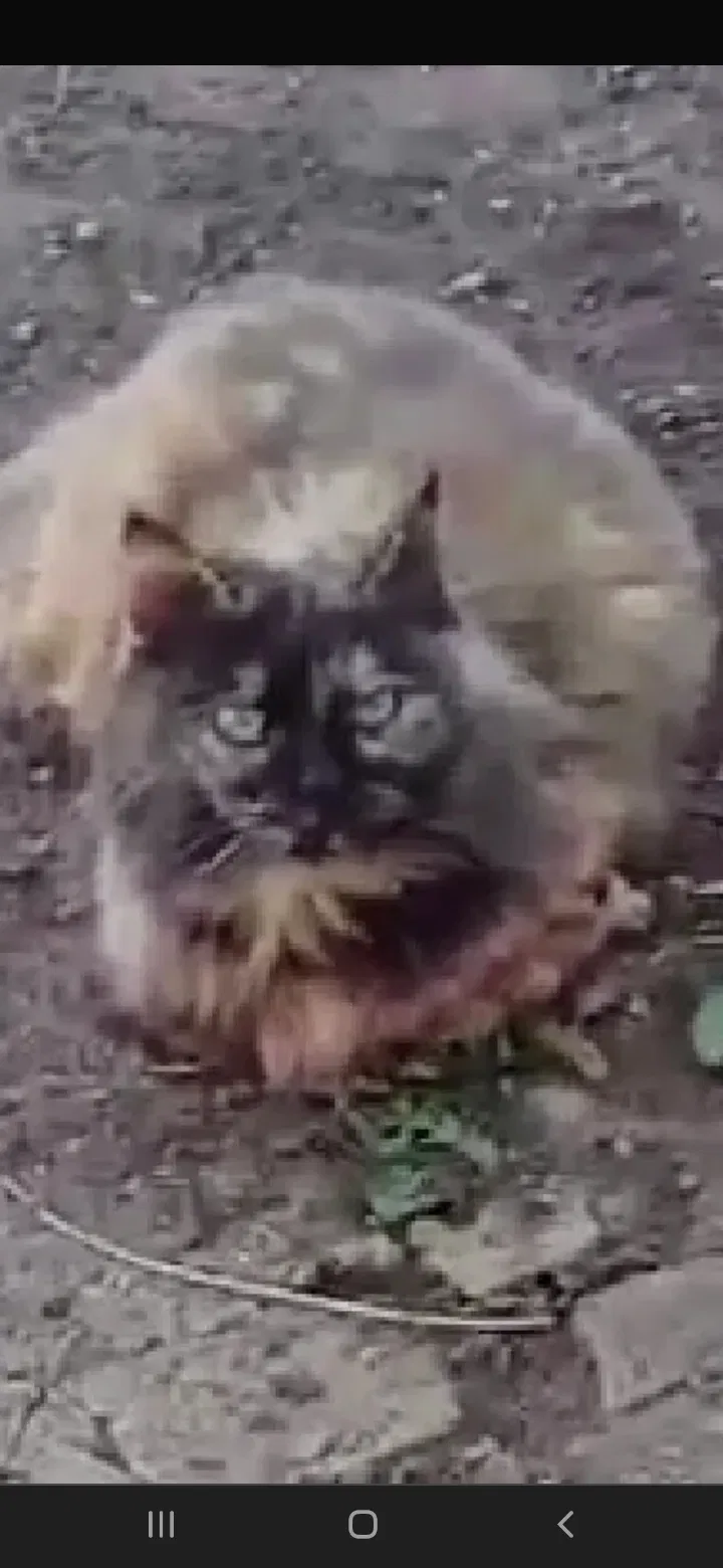 Lost cat in Middletown, OH, 45044