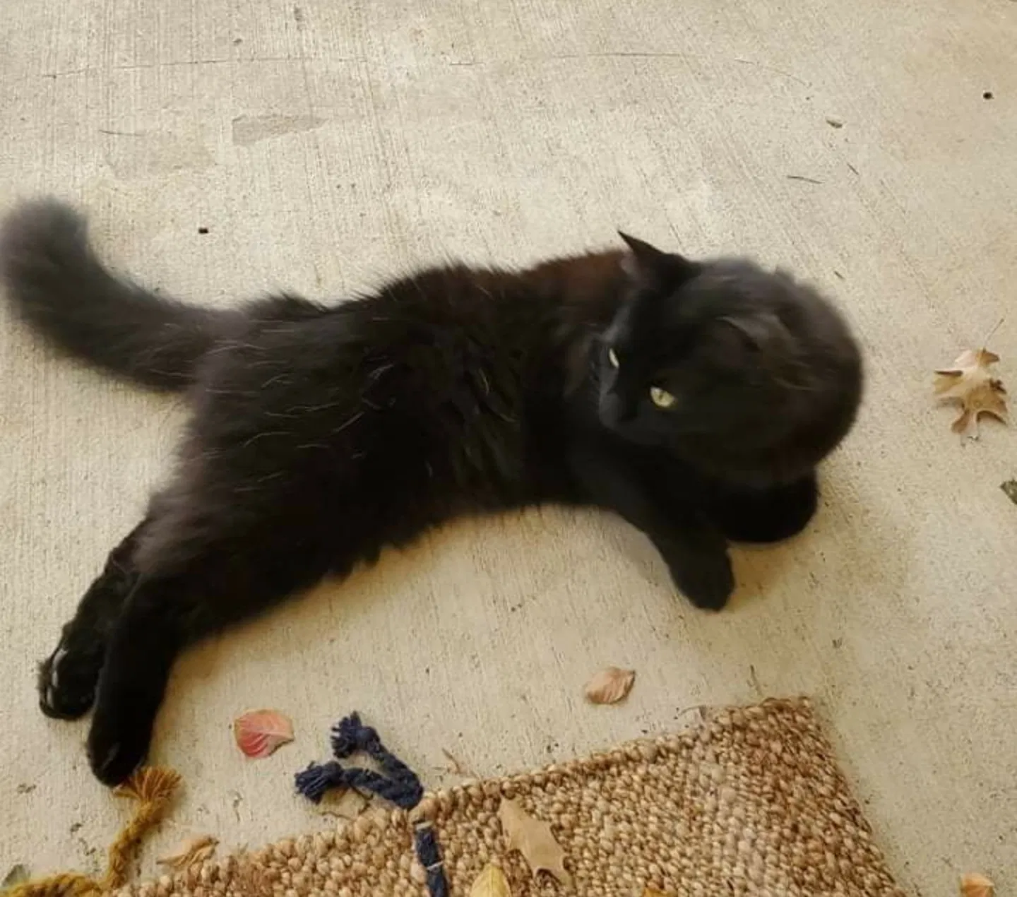 Lost cat in Aubrey, TX, 76227