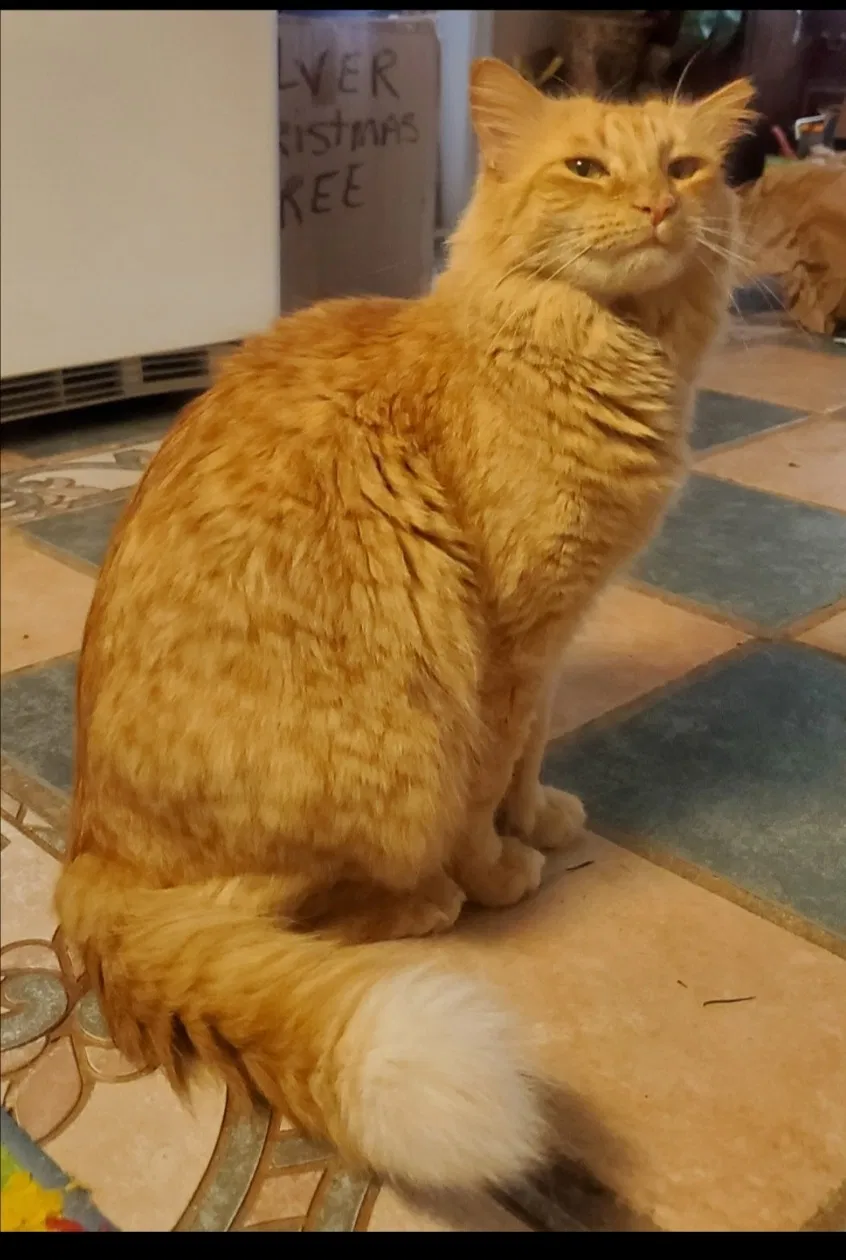 Lost cat in Phenix City, AL, 36870