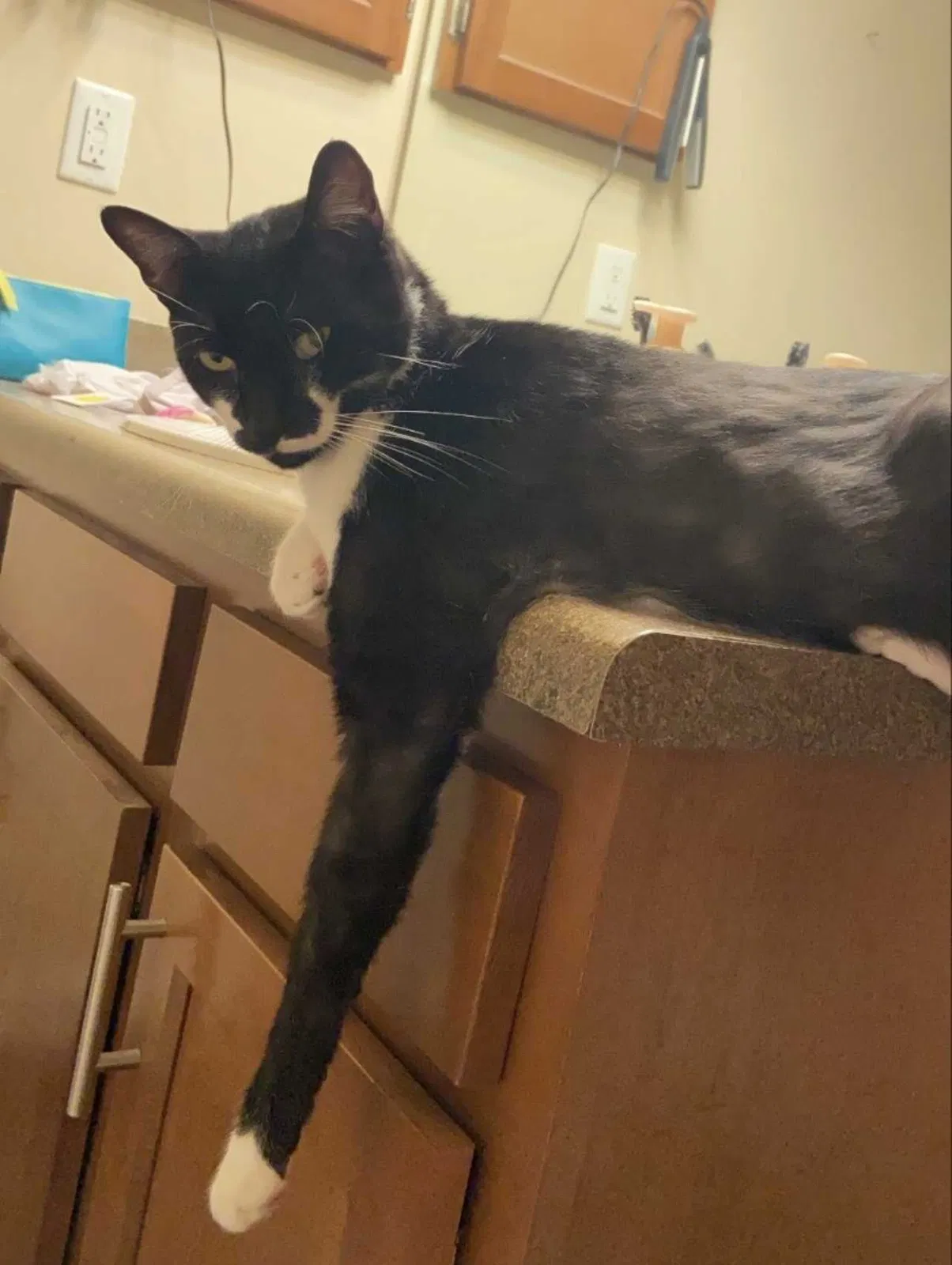 Lost cat in Jacksonville, FL, 32211