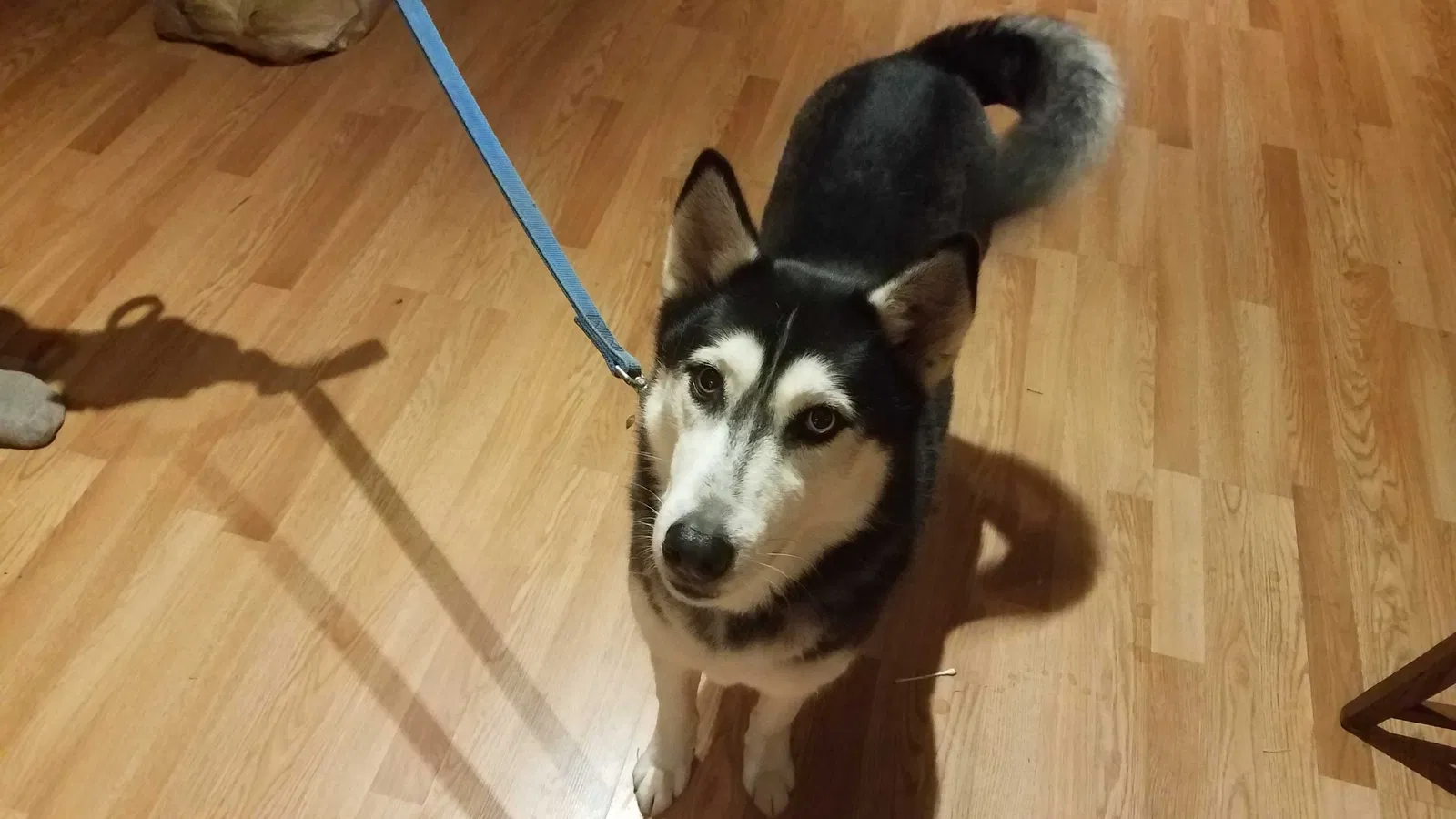 Lost dog in Archer, FL, 32618