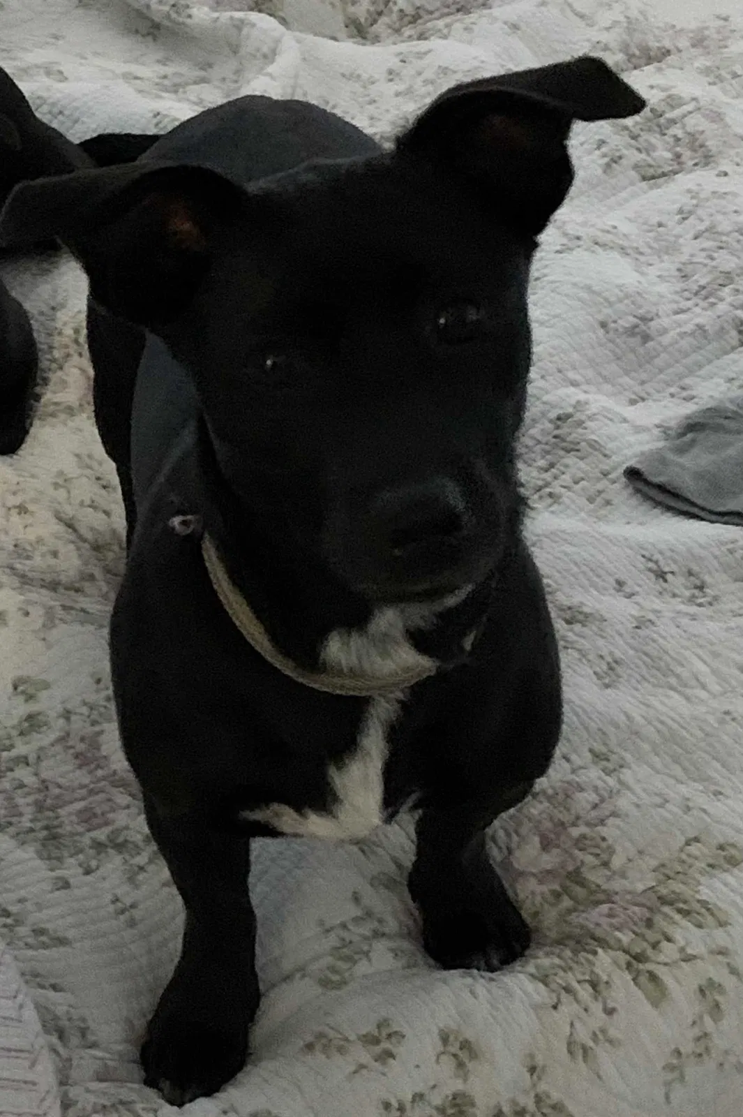 Lost dog in Pompano Beach, FL, 33065