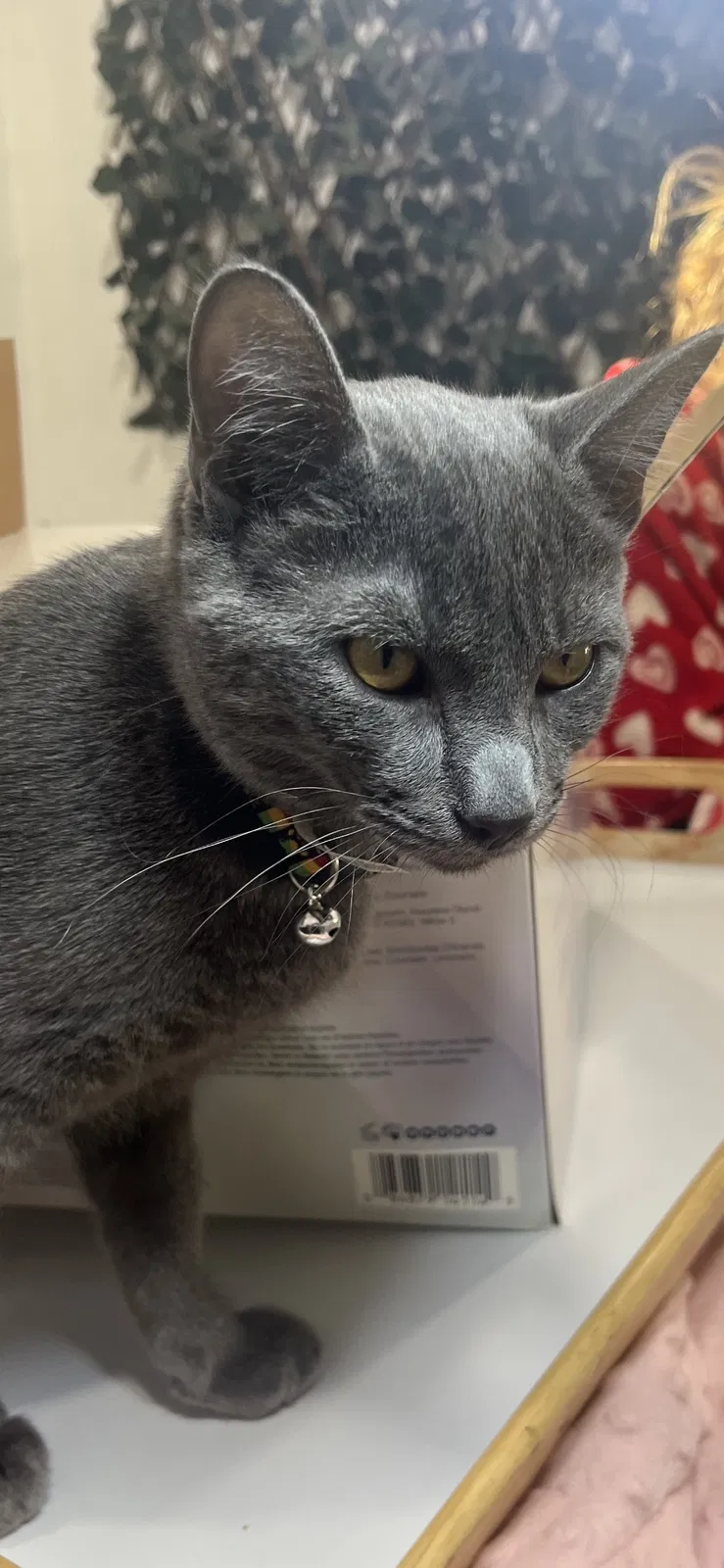Lost cat in Ventura, CA, 93004