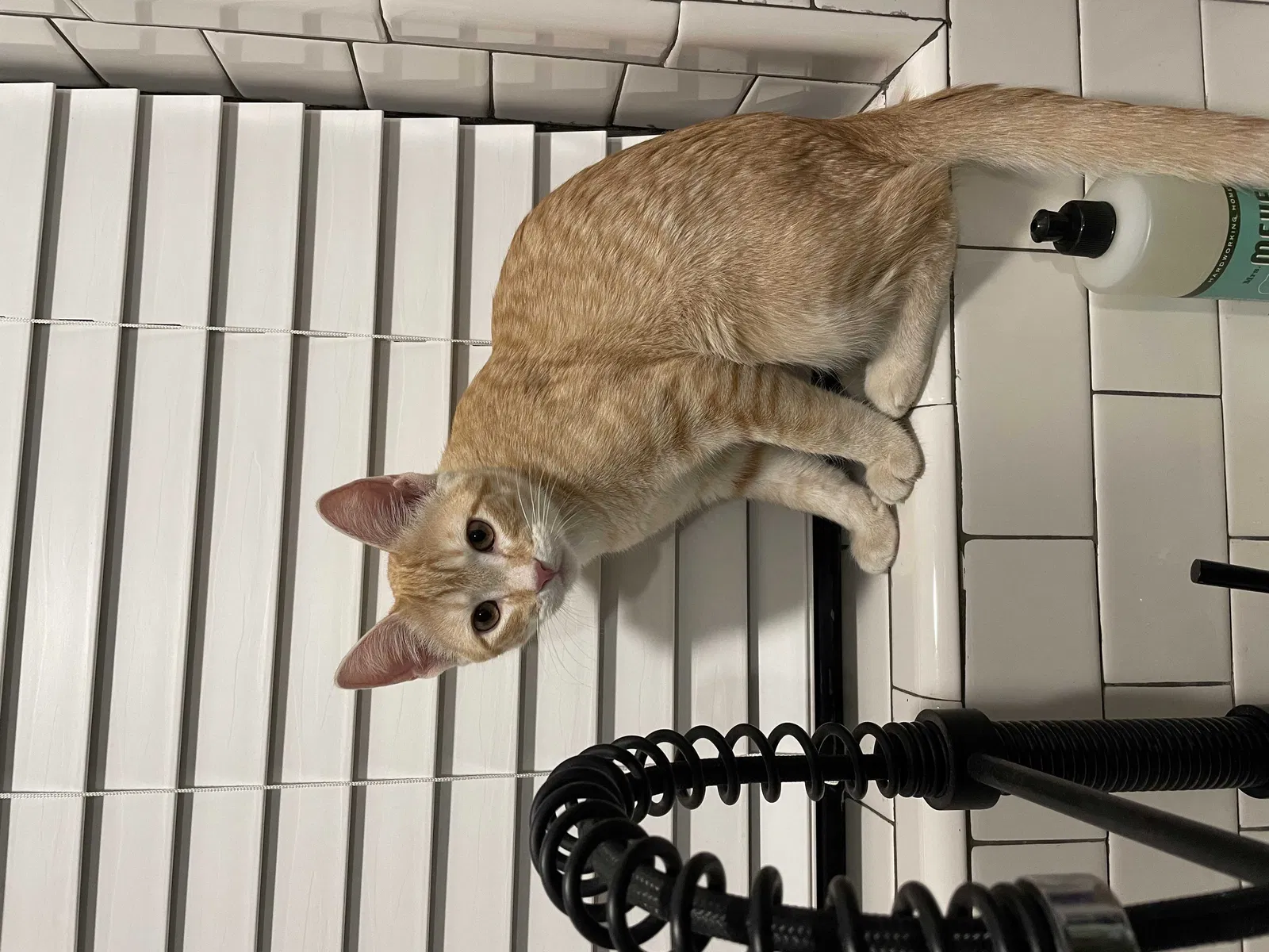 Lost cat in Cedar Park, TX, 78613