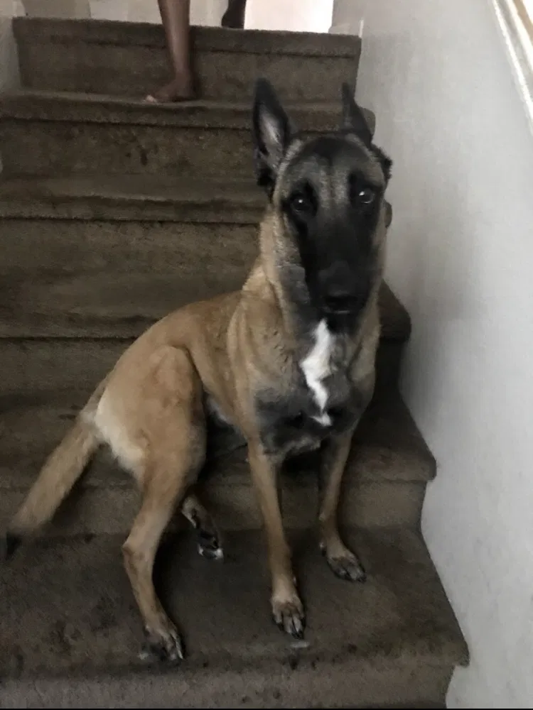 Lost dog in Harbor City, CA, 90710