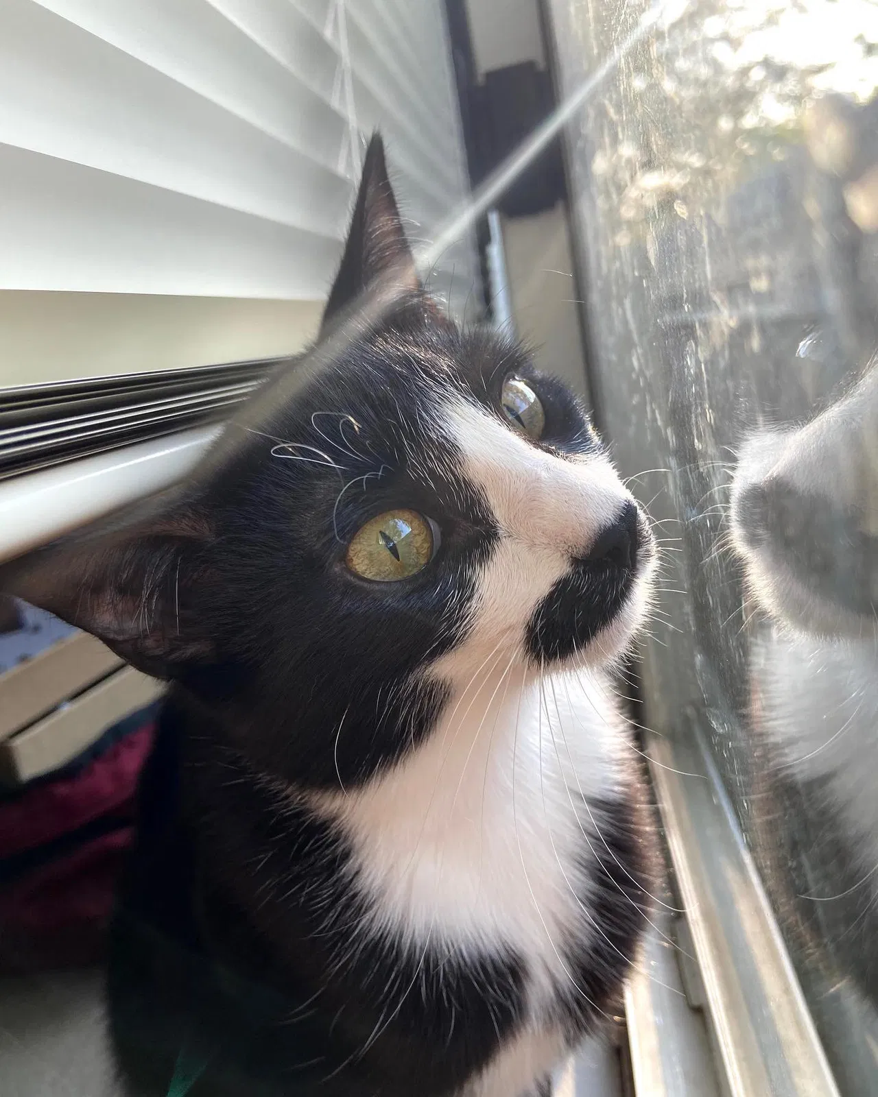 Lost cat in Fort Worth, TX, 76111