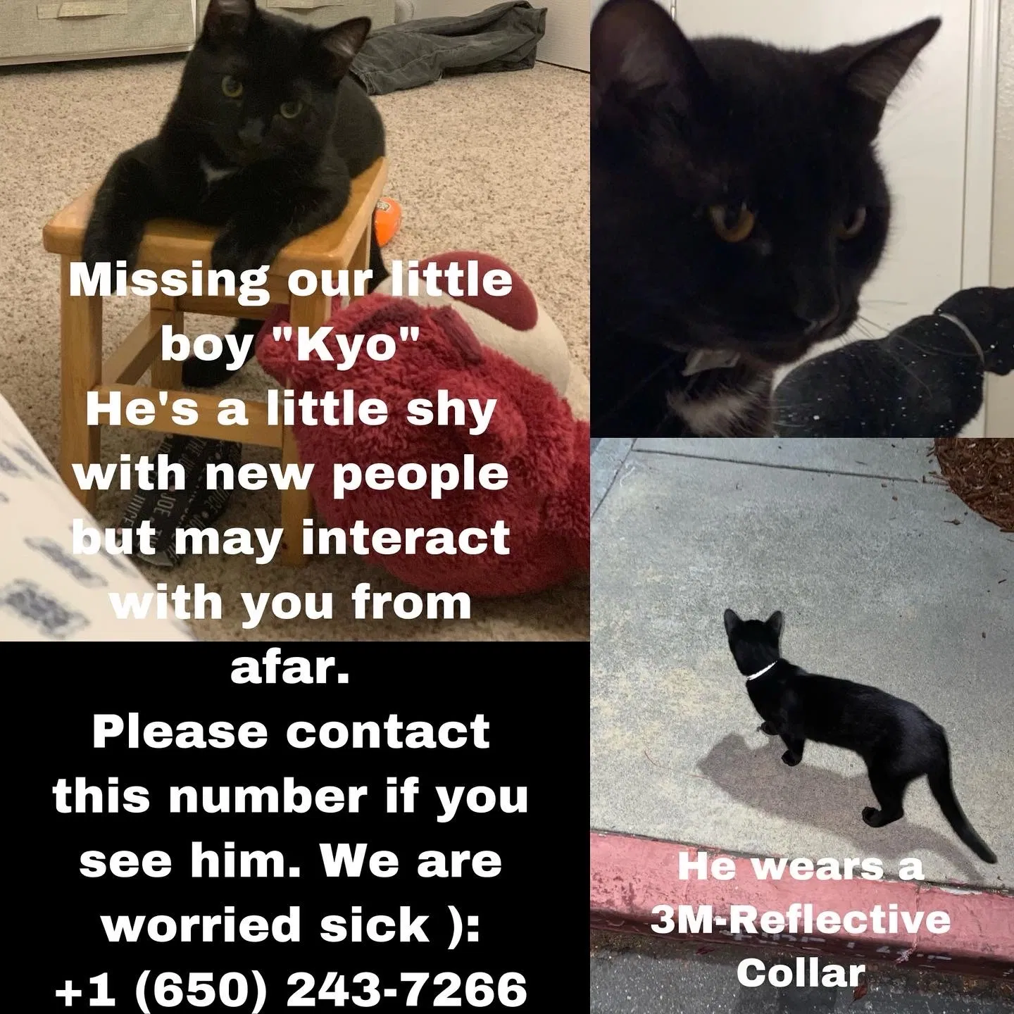 Lost cat in San Mateo, CA, 94404