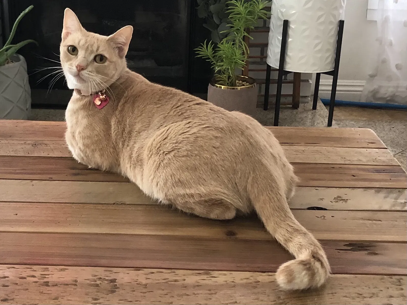 Lost cat in Oceanside, CA, 92057