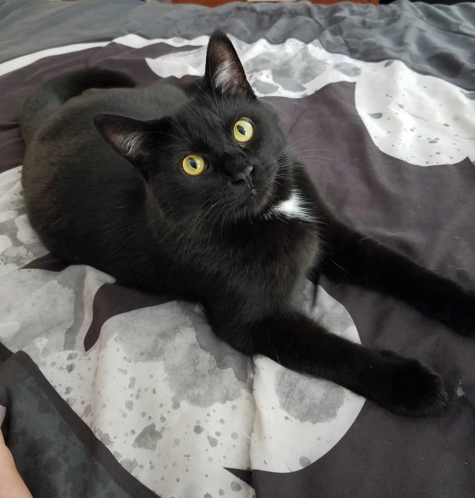 Lost cat in Saint Augustine, FL, 32084