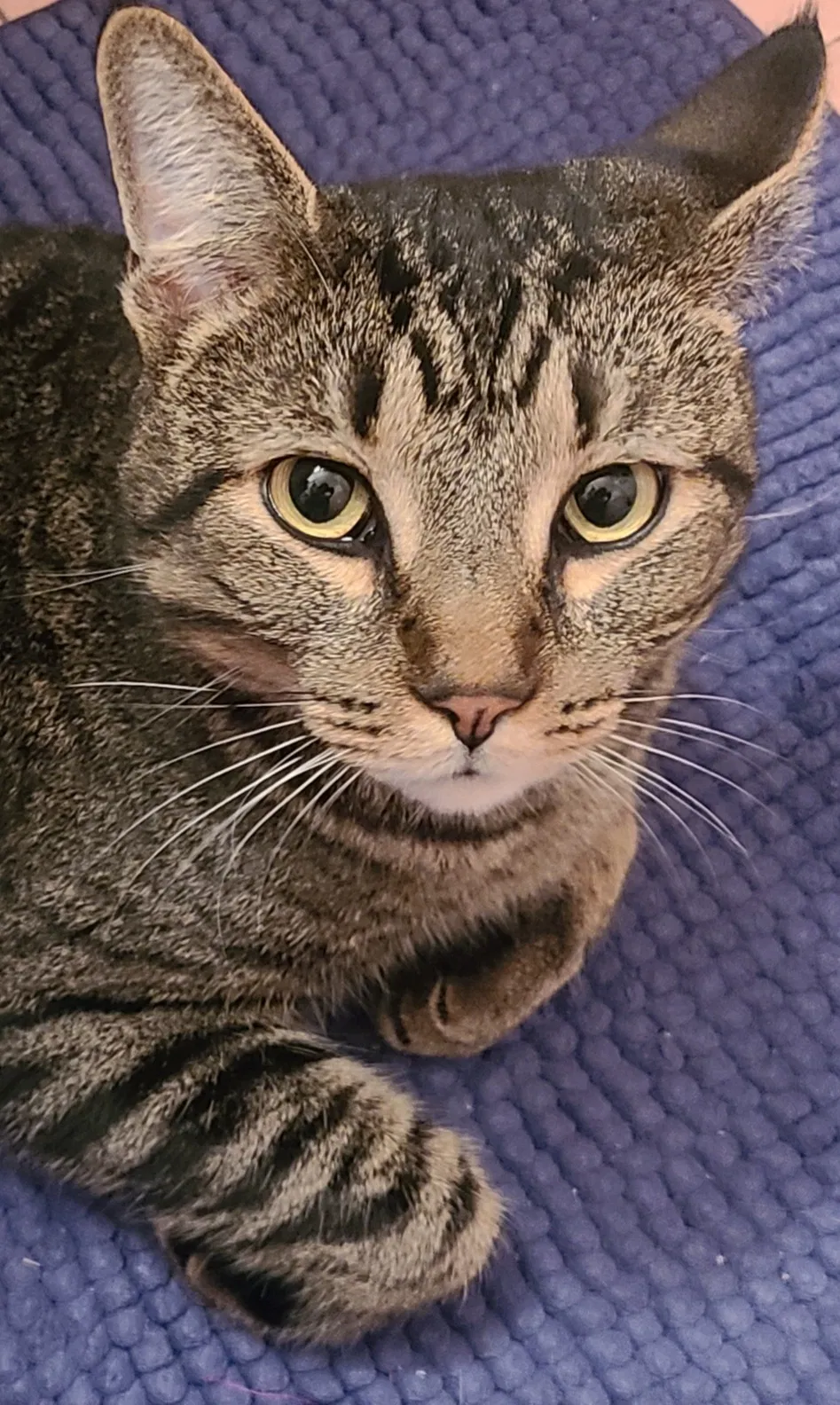 Lost cat in Bakersfield, CA, 93305