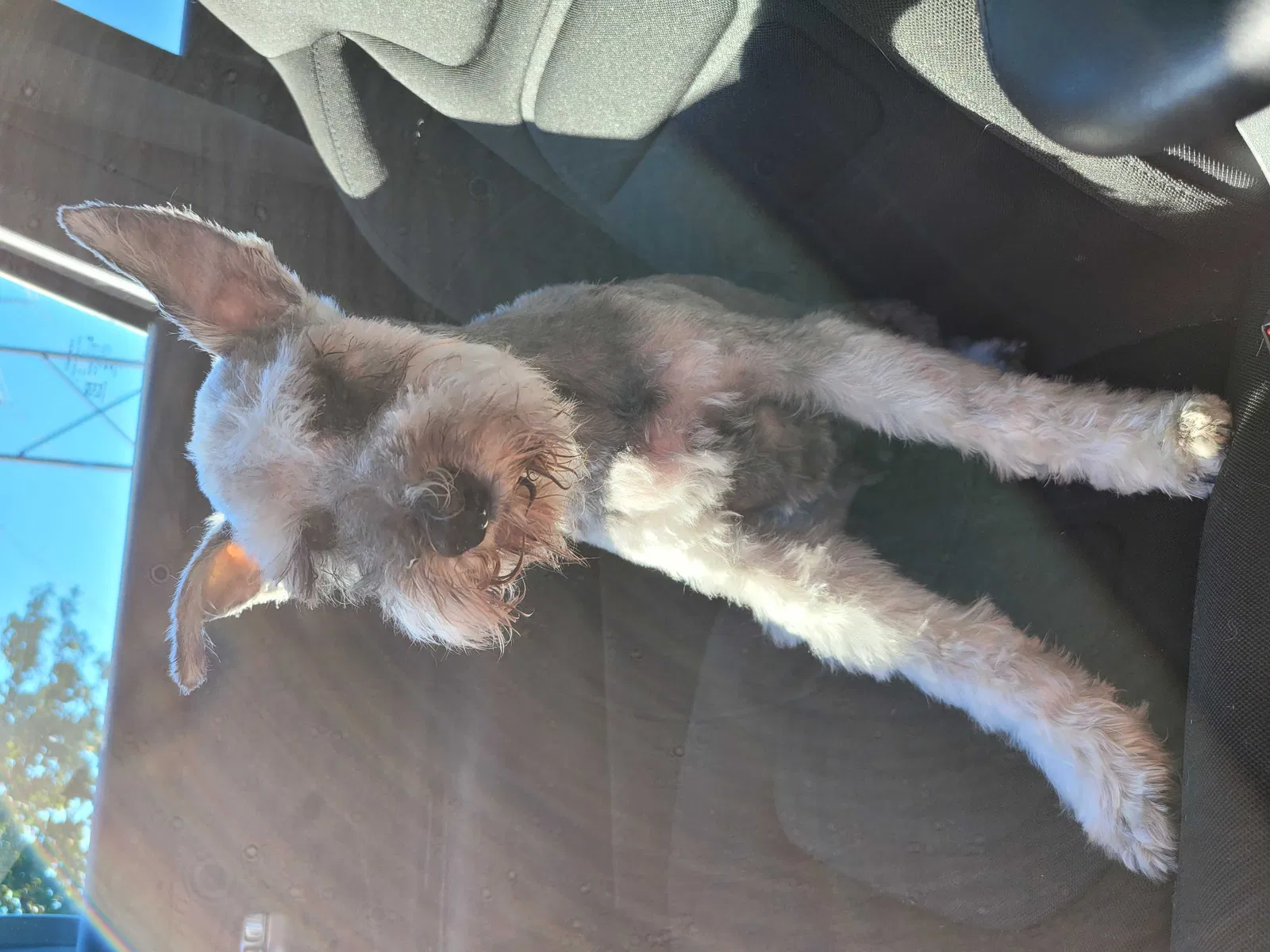Lost dog in Durham, NC, 27703