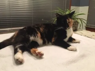 Lost cat in Kyle, TX, 78640