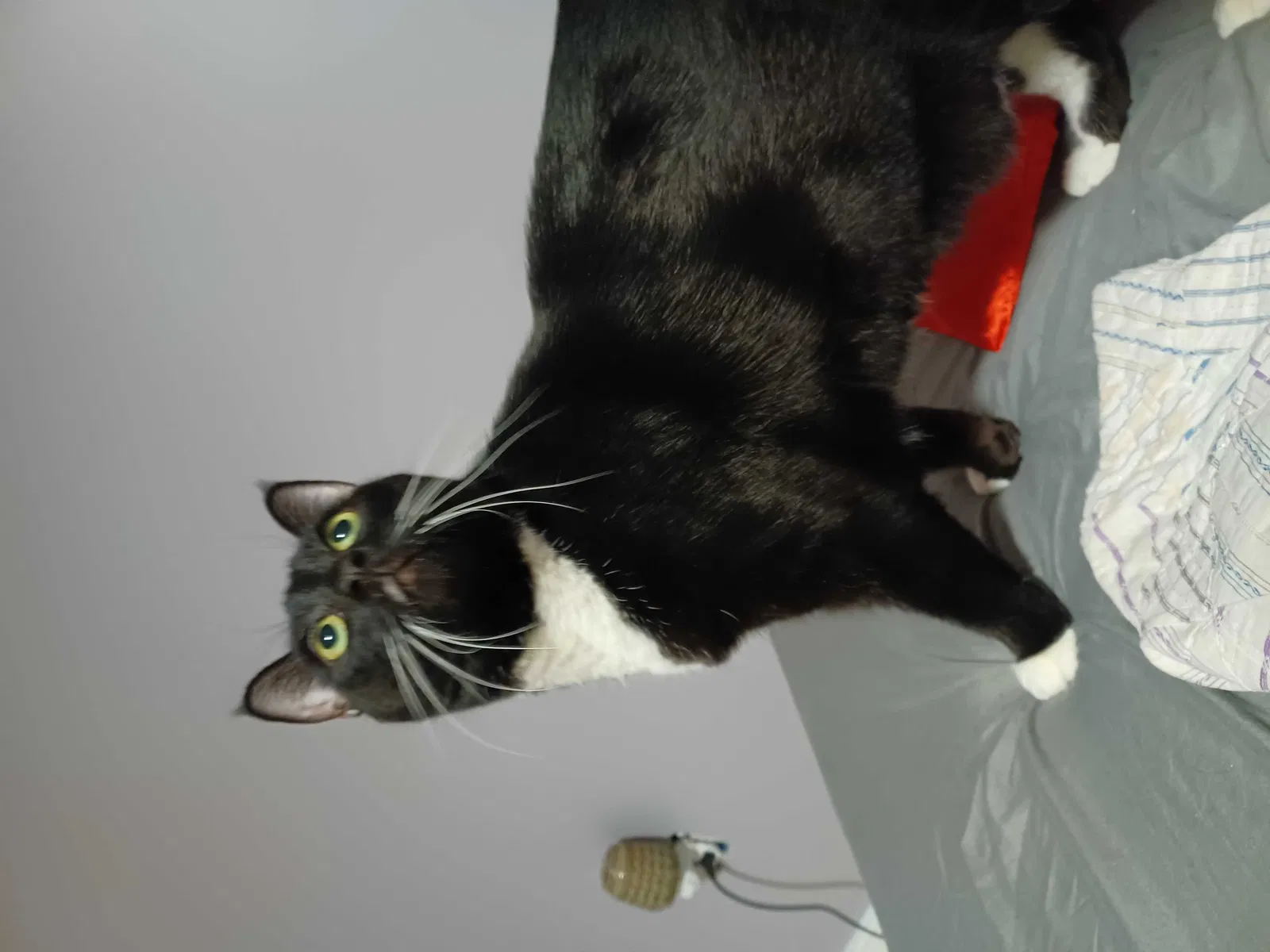 Lost cat in Birdsboro, PA, 19508