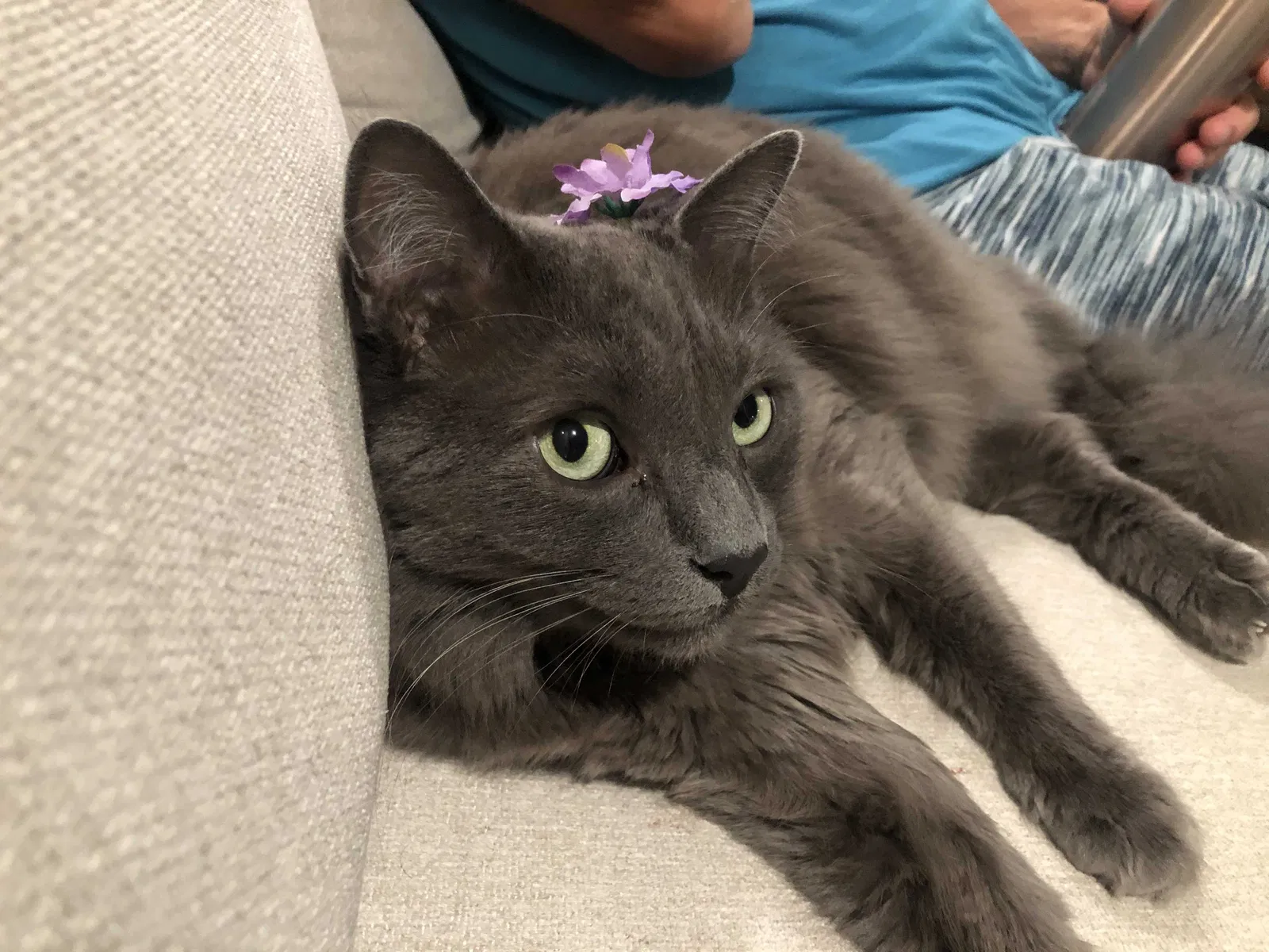 Lost cat in Murrells Inlet, SC, 29576