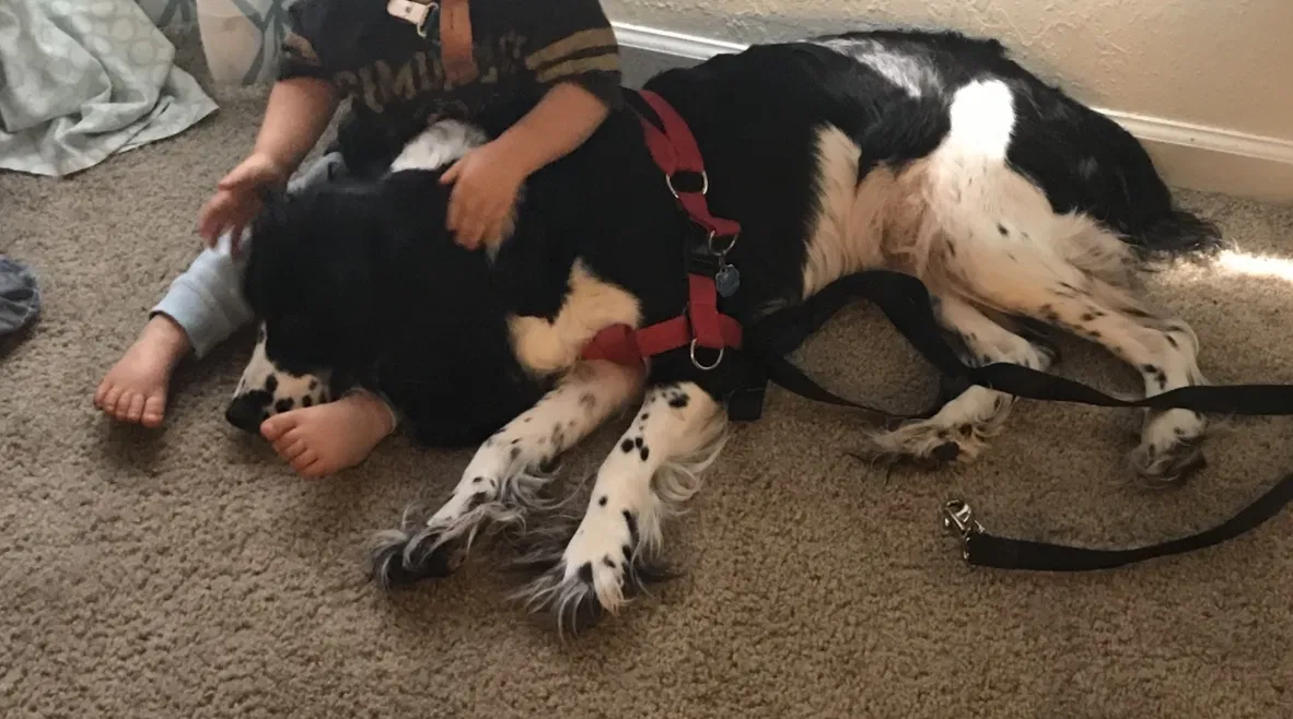 Lost dog in Port Richey, FL, 34668
