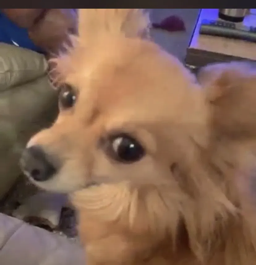 Lost dog in Las Vegas, NV, 89123